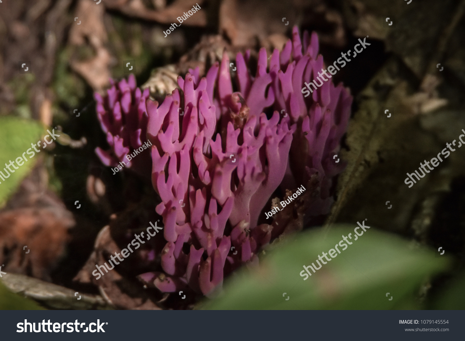 Magenta coral fungus in beam of sunlight on forest floor #1079145554