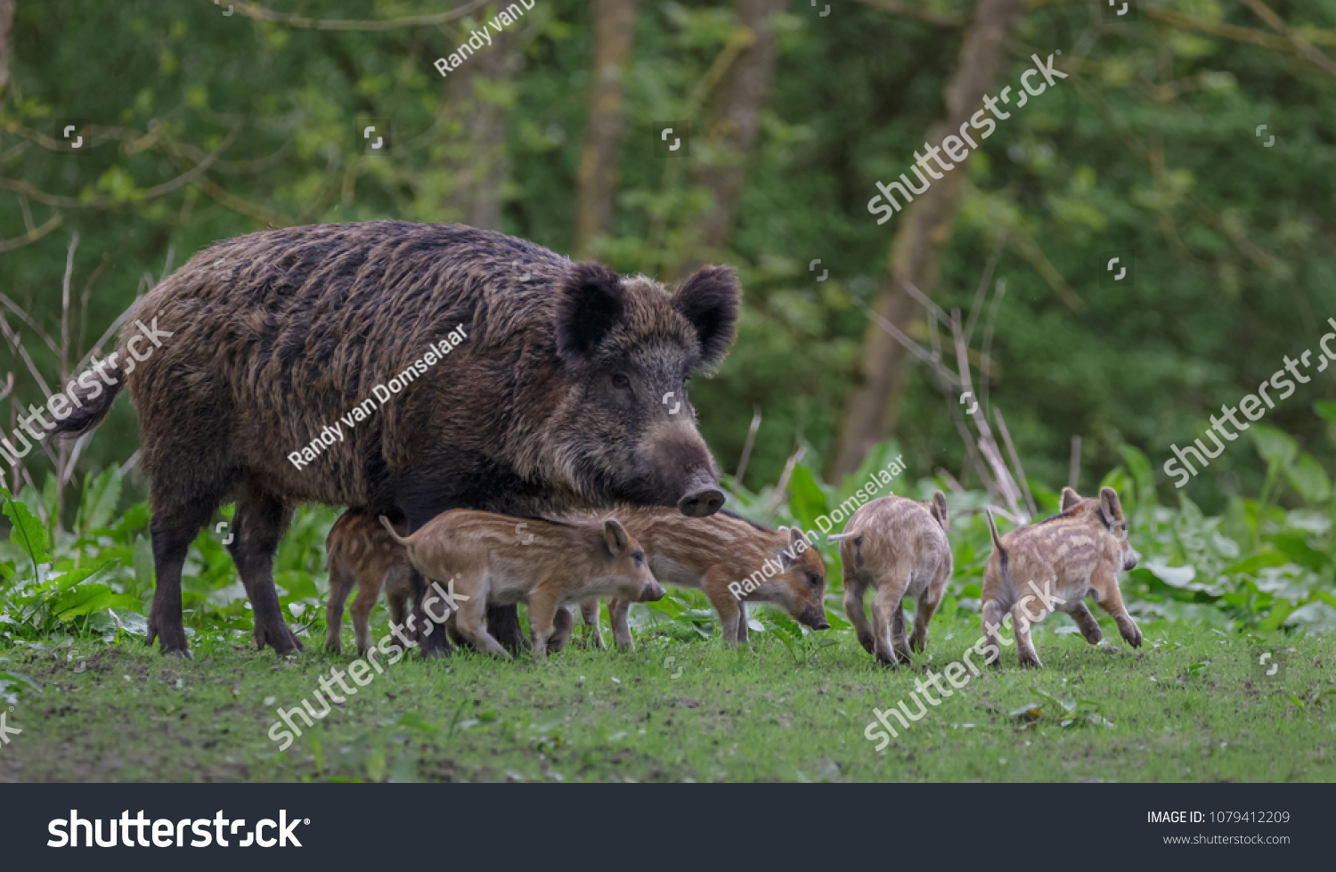 Young wild Boar #1079412209