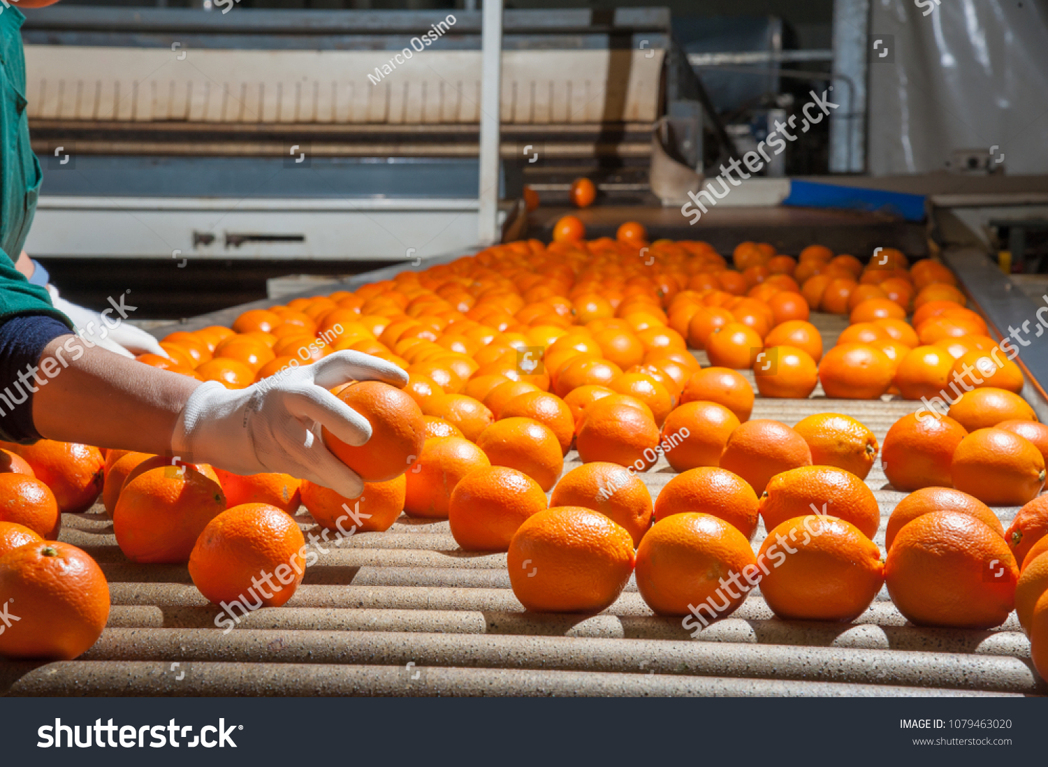 The manual selection of fruits: a worker ckecking oranges to reject the seconde-rate ones #1079463020