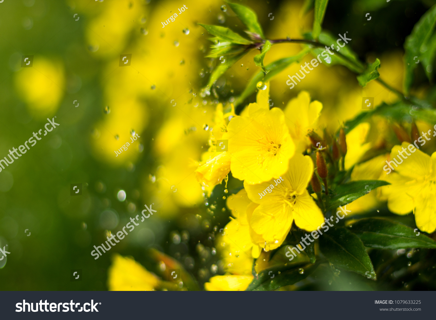 Dewy evening primroses in the flowerbed in the ornamental garden in a rainy day, nature and herb concept #1079633225