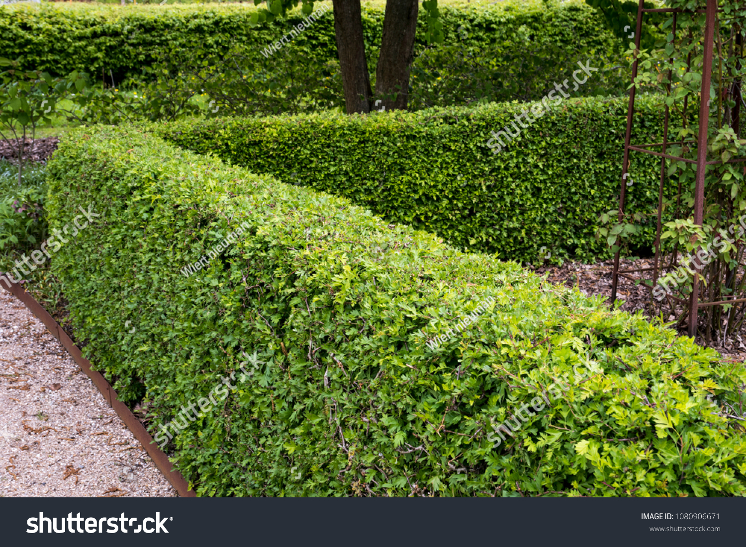 A hedge of Crataegus monogyna in spring #1080906671