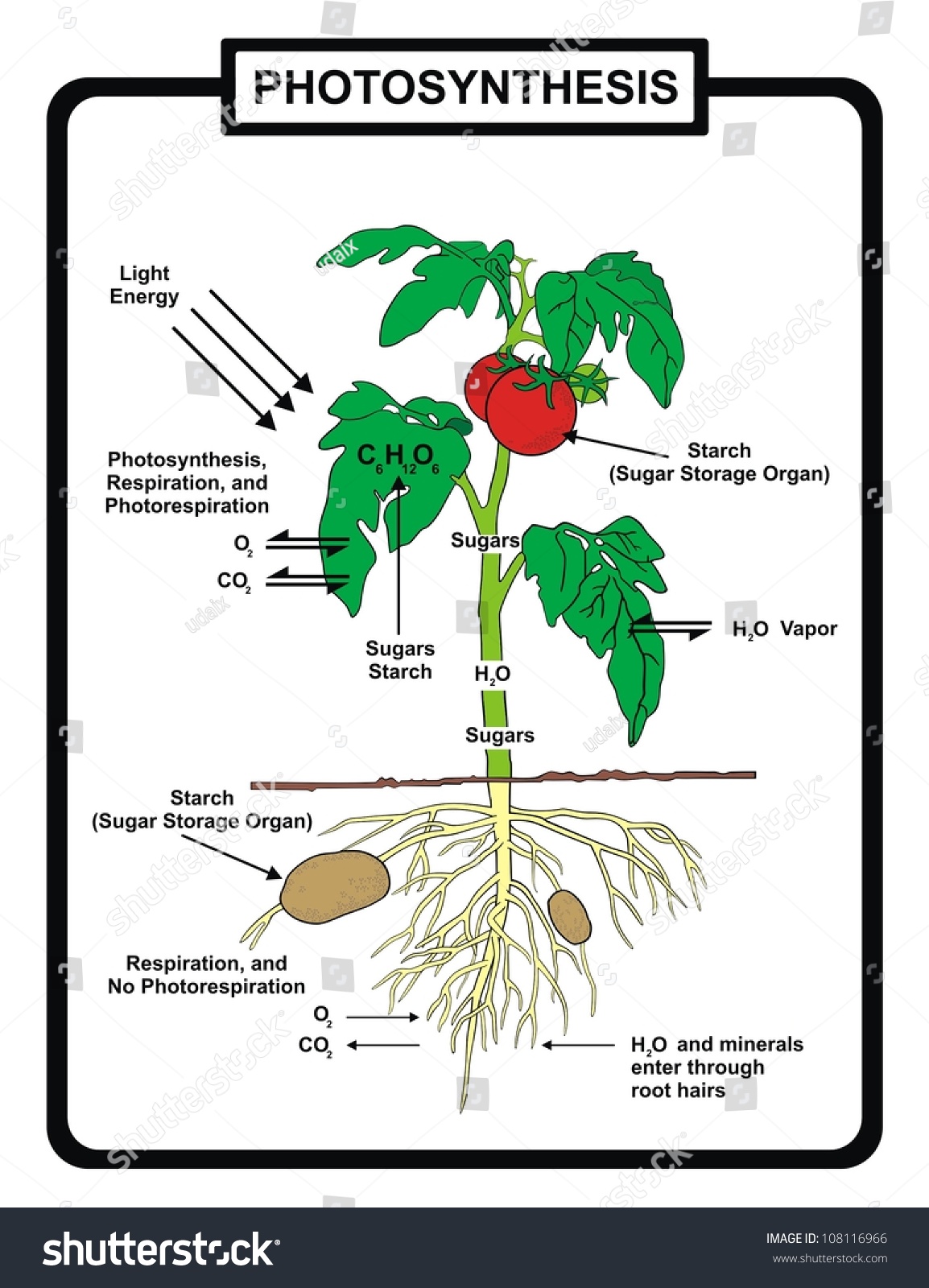 Vector - Process of Photosynthesis - Royalty Free Stock Vector ...