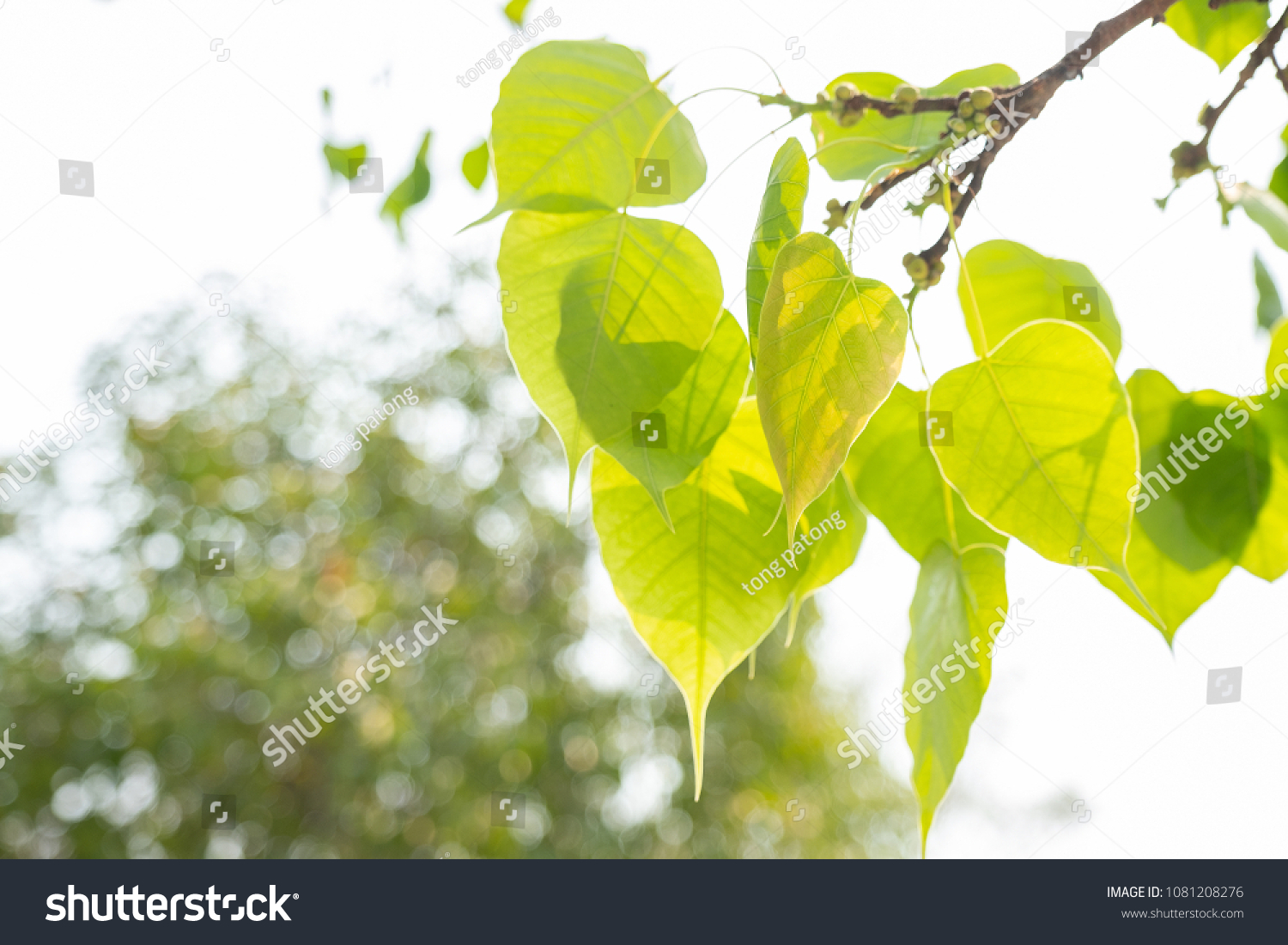 Green leaf Pho leaf, Bo leaf have v-shape or heart shape #1081208276