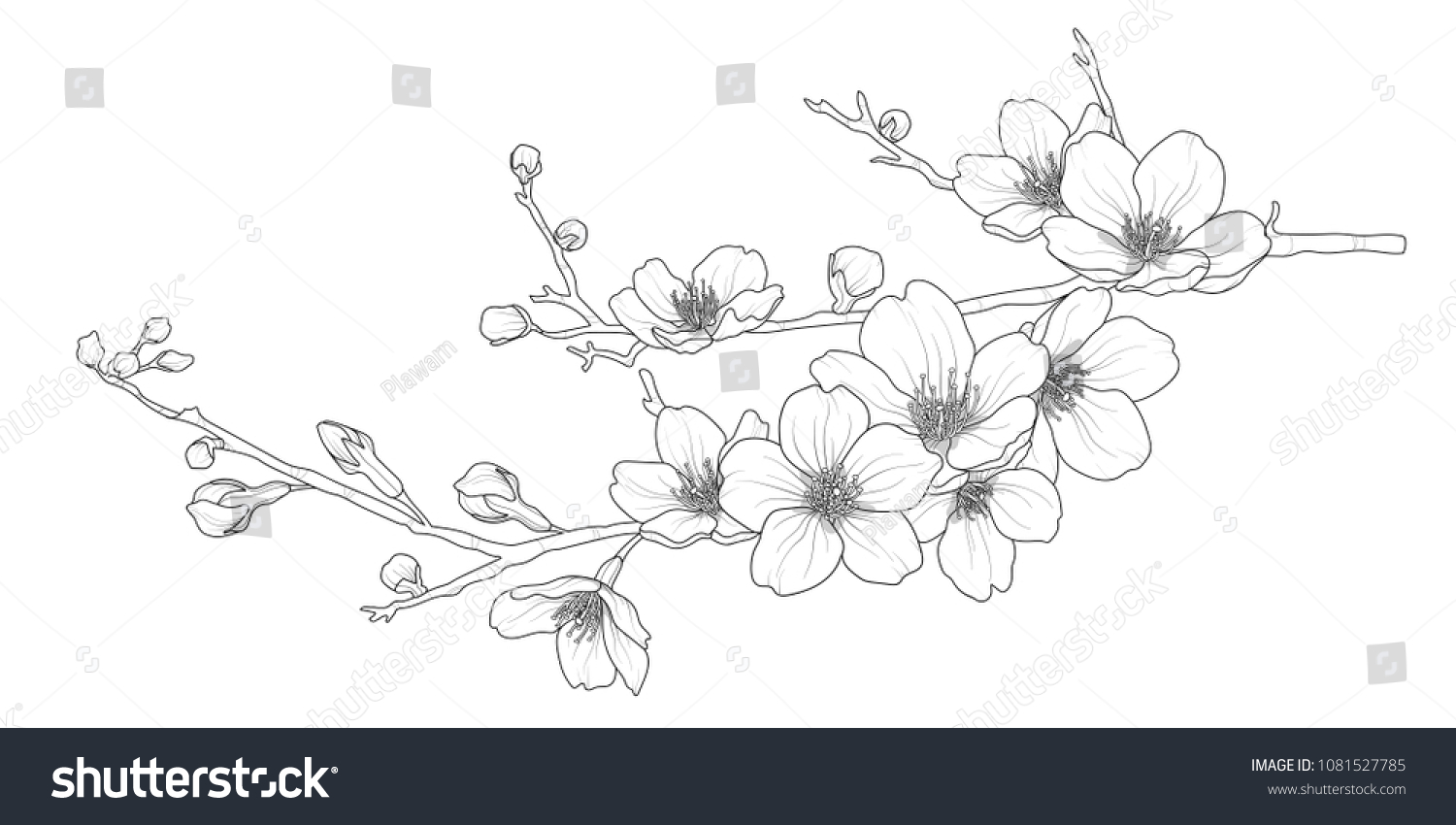 Cute hand drawn isolated sakura branch set 1. Flower vector illustration in black outline and white plane on white background.