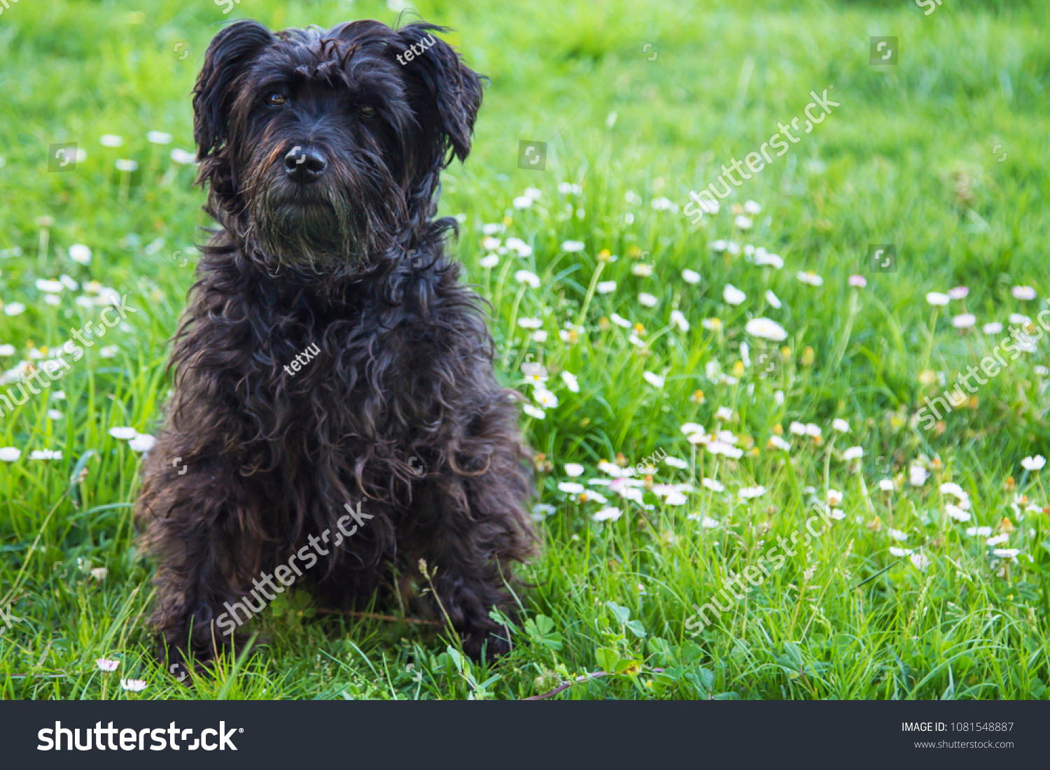 black schnauzer dog in the field of daisies #1081548887