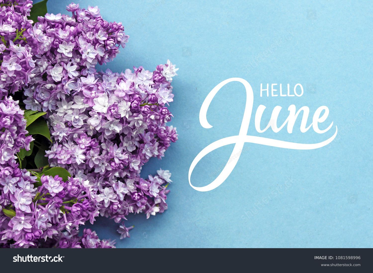 Hello June hand lettering card. Summer lilac flowers on blue background. #1081598996