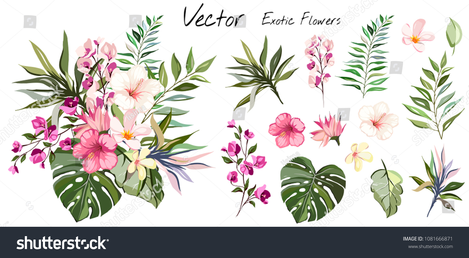 Tropical vector flowers. card with floral illustration. Bouquet of flowers with exotic Leaf isolated on white background. composition for invitation to party or holiday #1081666871