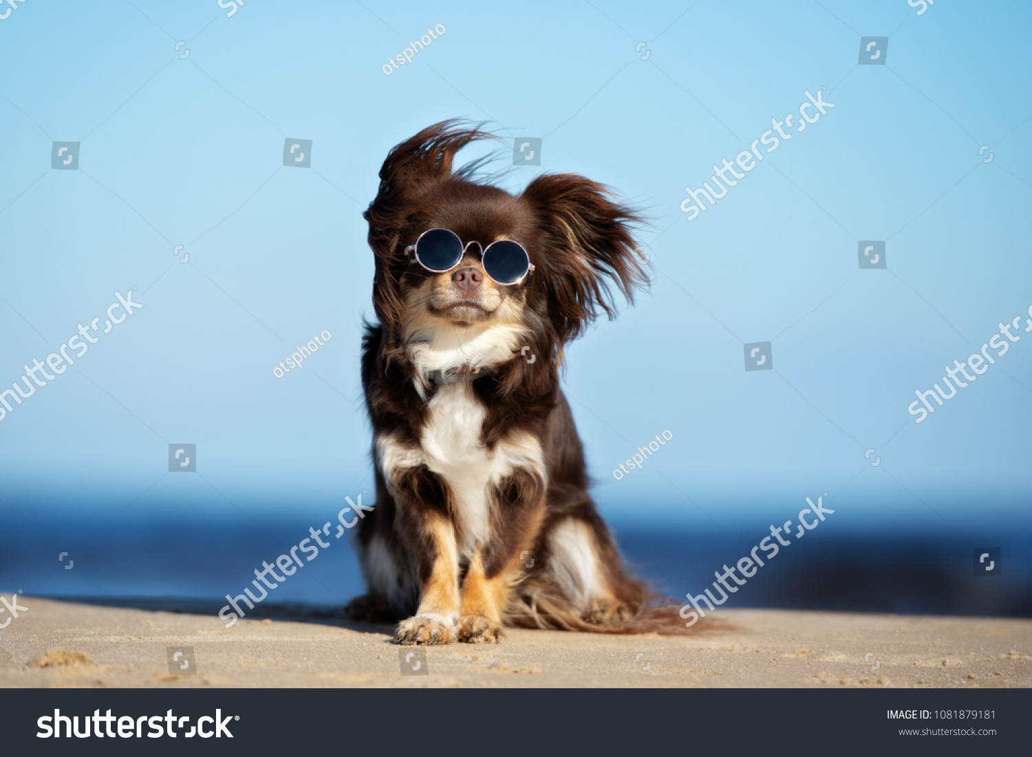 funny chihuahua dog posing on a beach in sunglasses #1081879181