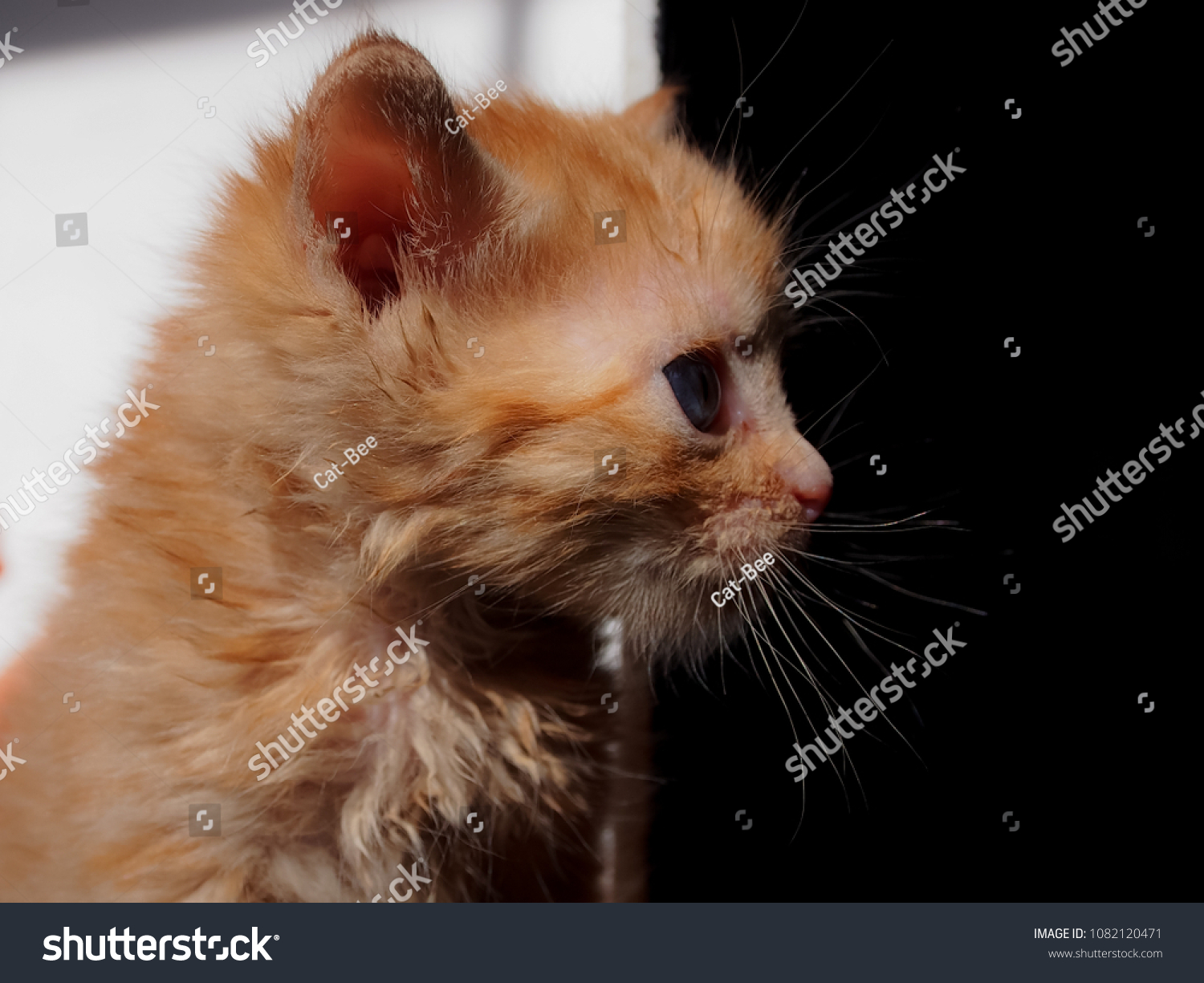 Profile of ginger kitten, very cute #1082120471