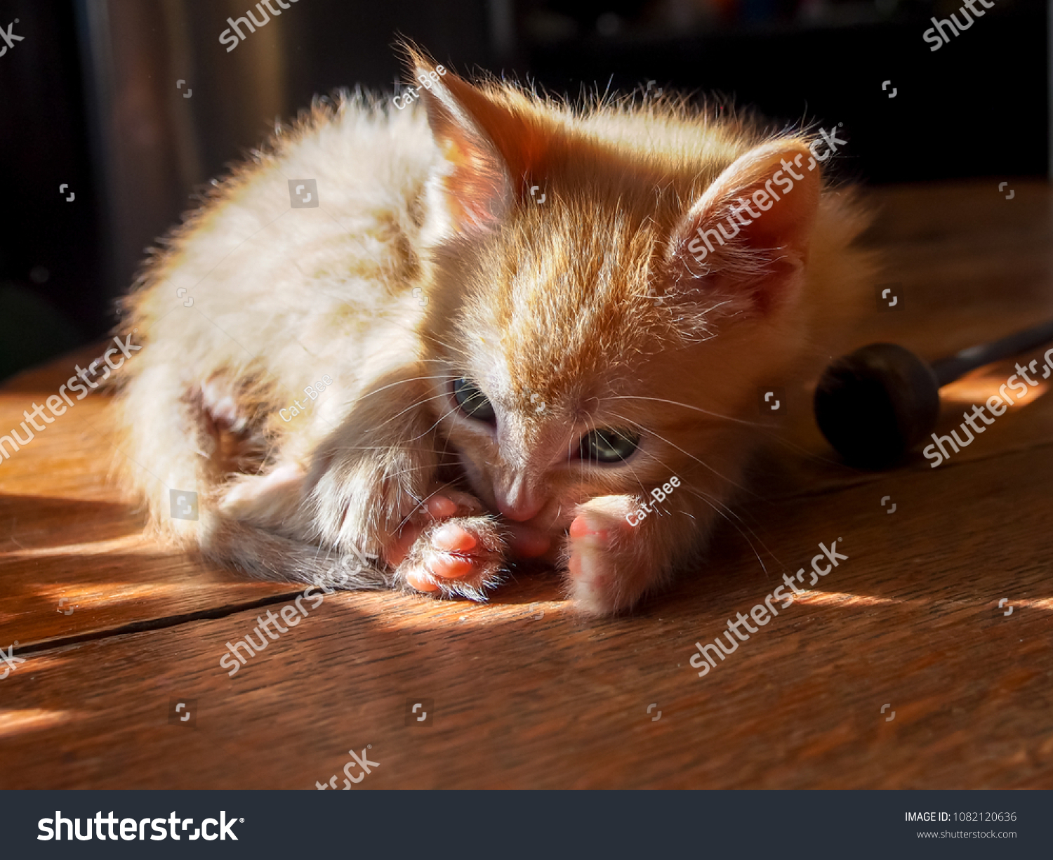 Orange tabby kitty laying in the sun hugging his feet #1082120636