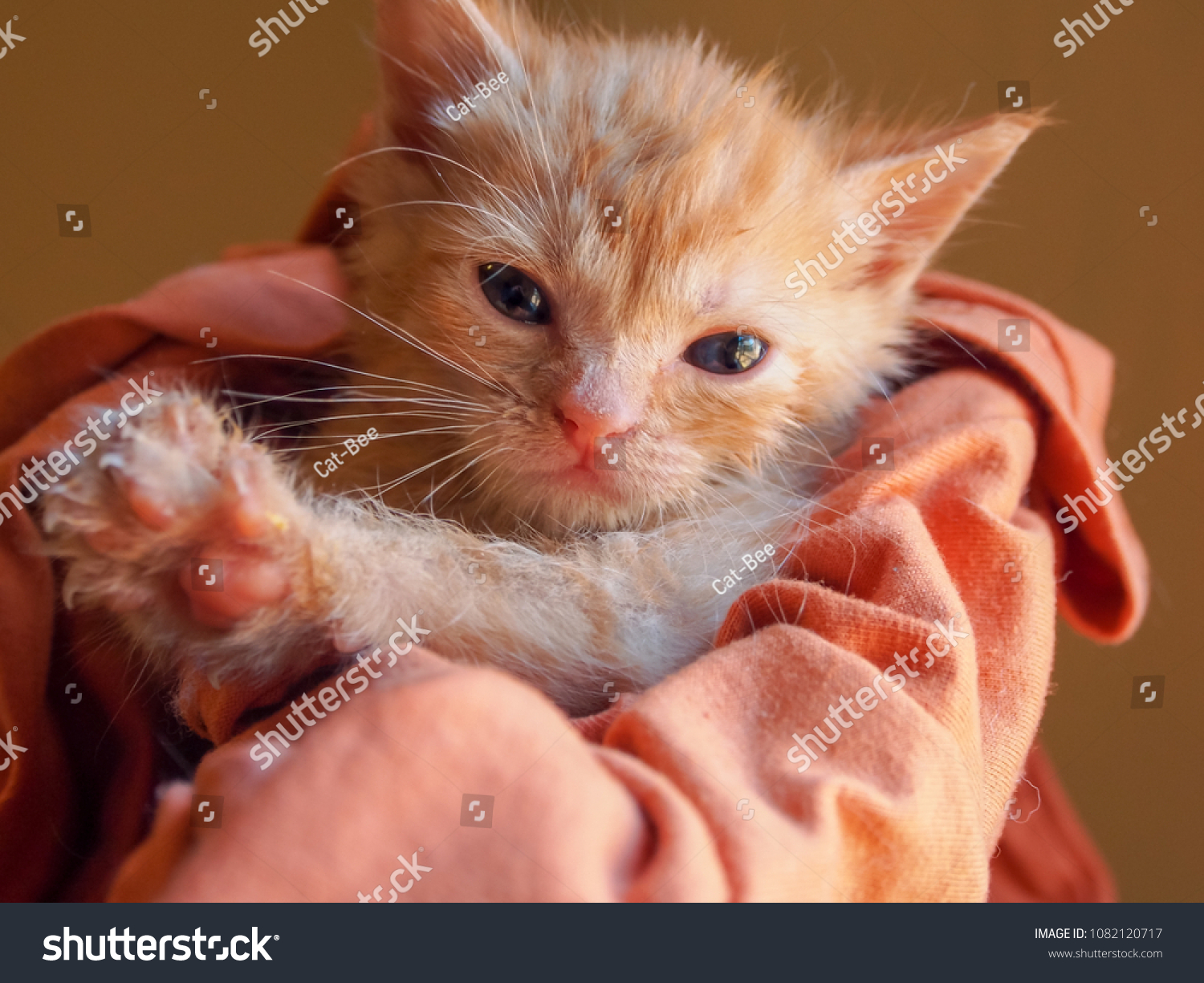 Orange tabby kitten wrapped in orange and looking sleepy. Yellow background, natural light. #1082120717