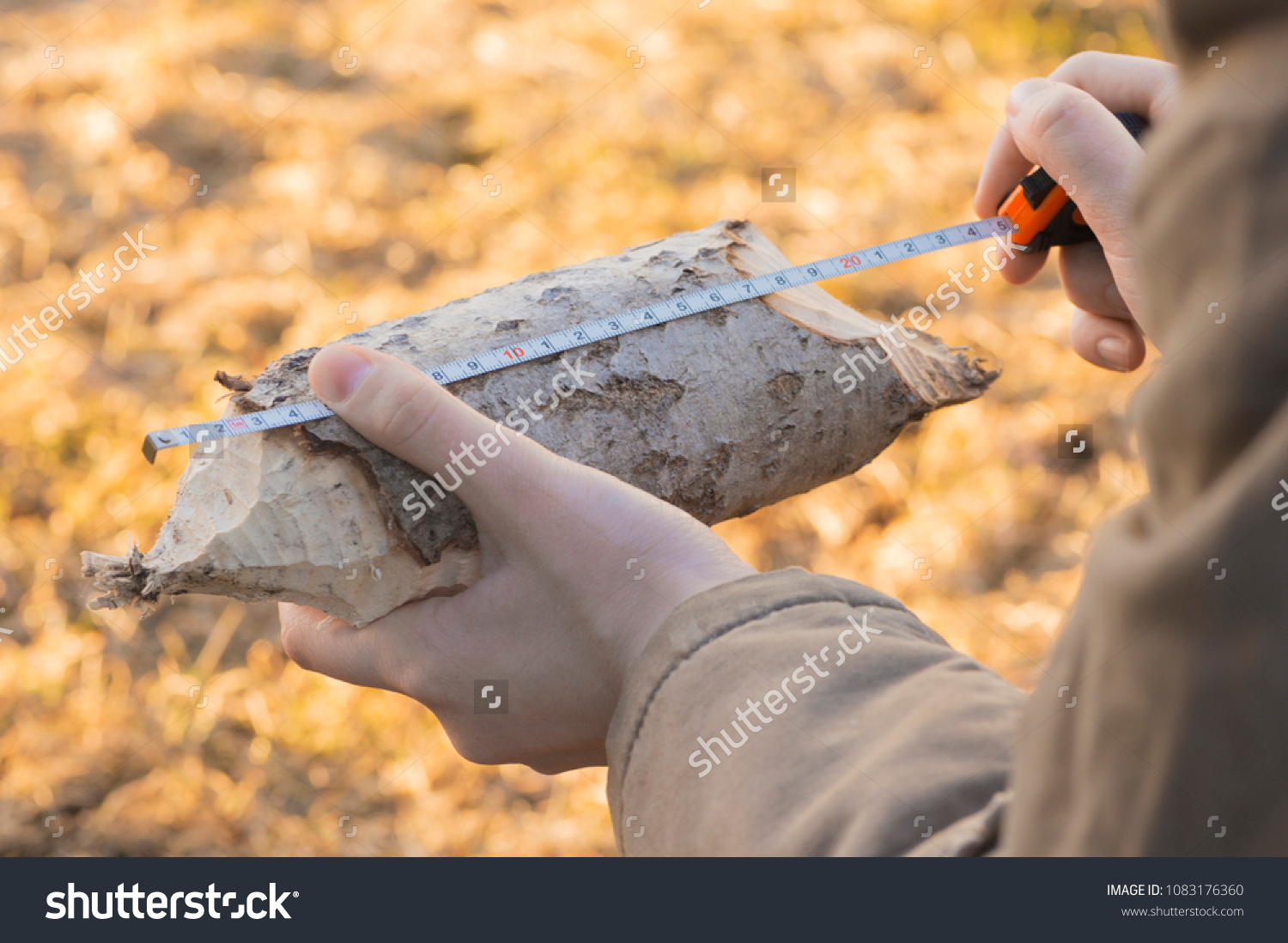 A piece of a wood with the traces teeths of a beaver is in a zoologist's hands. The scientist is holding a aspen log and a measuring tape and investigating the remains of food of mammals near a pond. #1083176360