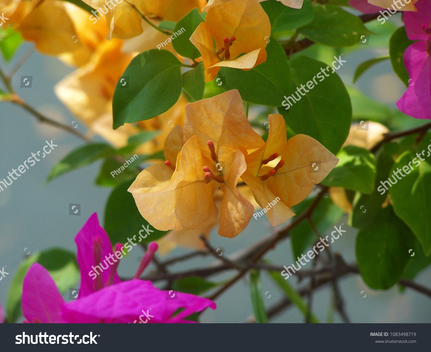 Bougainvillea 'Orange King', Nyctaginaceae,It is a perennial shrub-type semi-trailer. Sizes range from small shrubs to large shrubs. Barbed based on a single stem. Like the sun and Love the outdoors. #1083498719