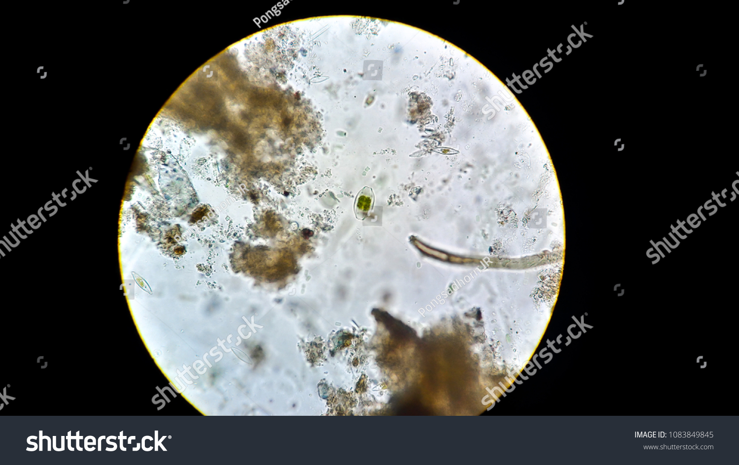 Diatom under microscope #1083849845
