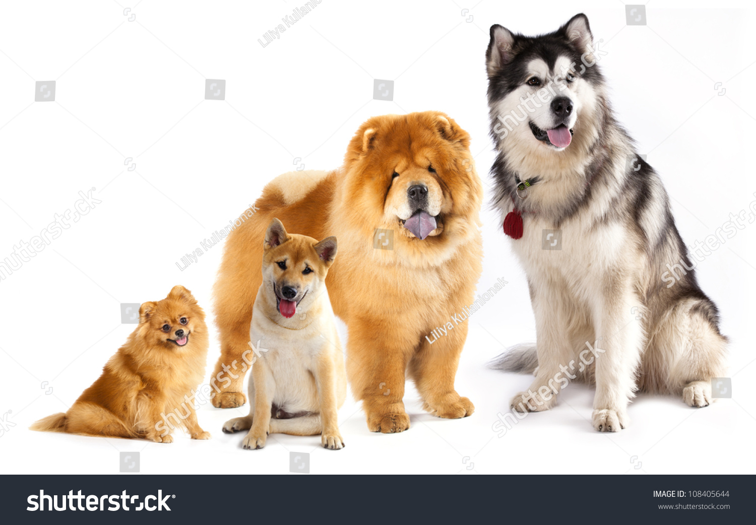 Alaskan Malumut Shiba Inu Pomeranian Stock Photo