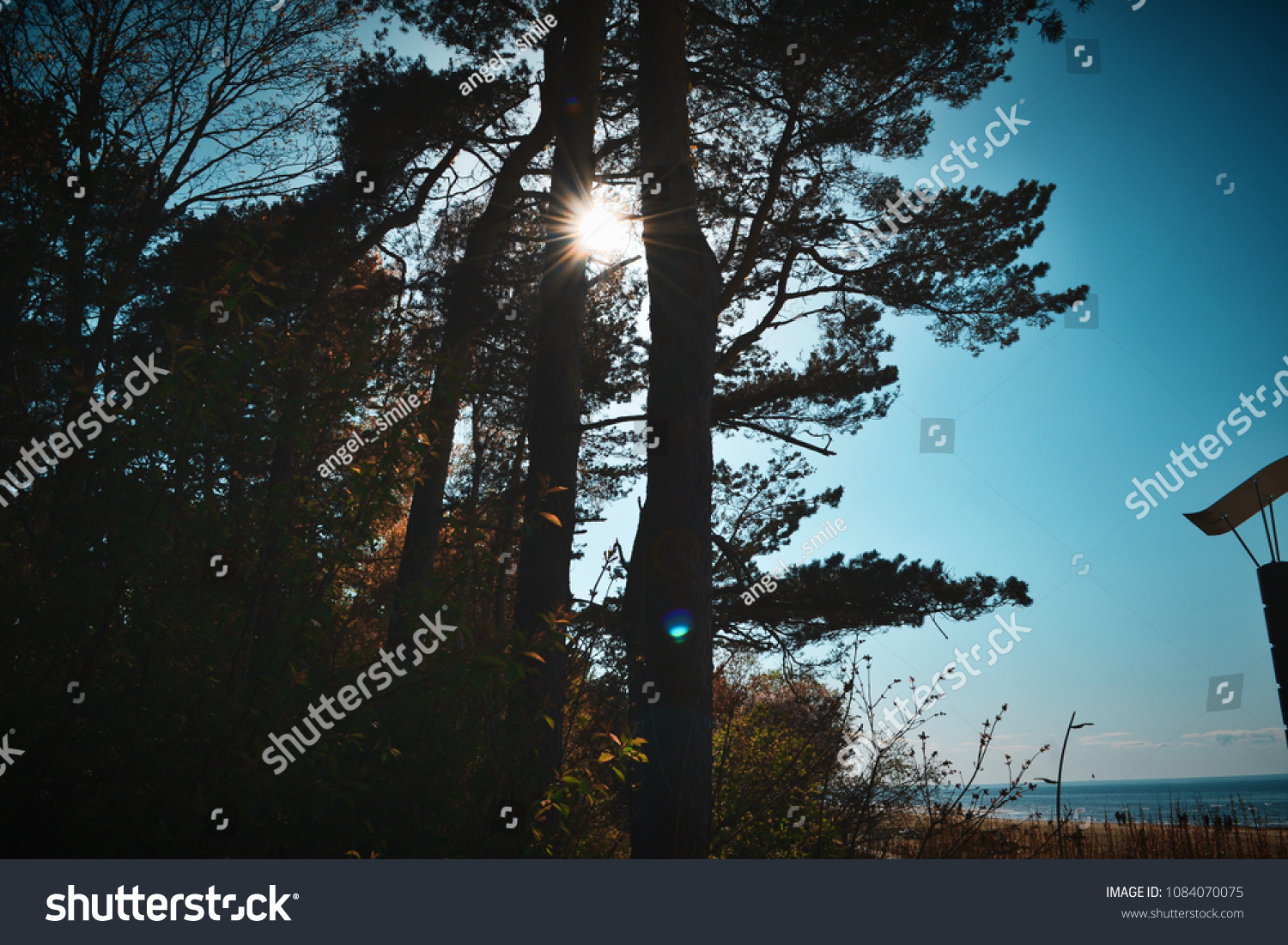 Sunshine through trees #1084070075