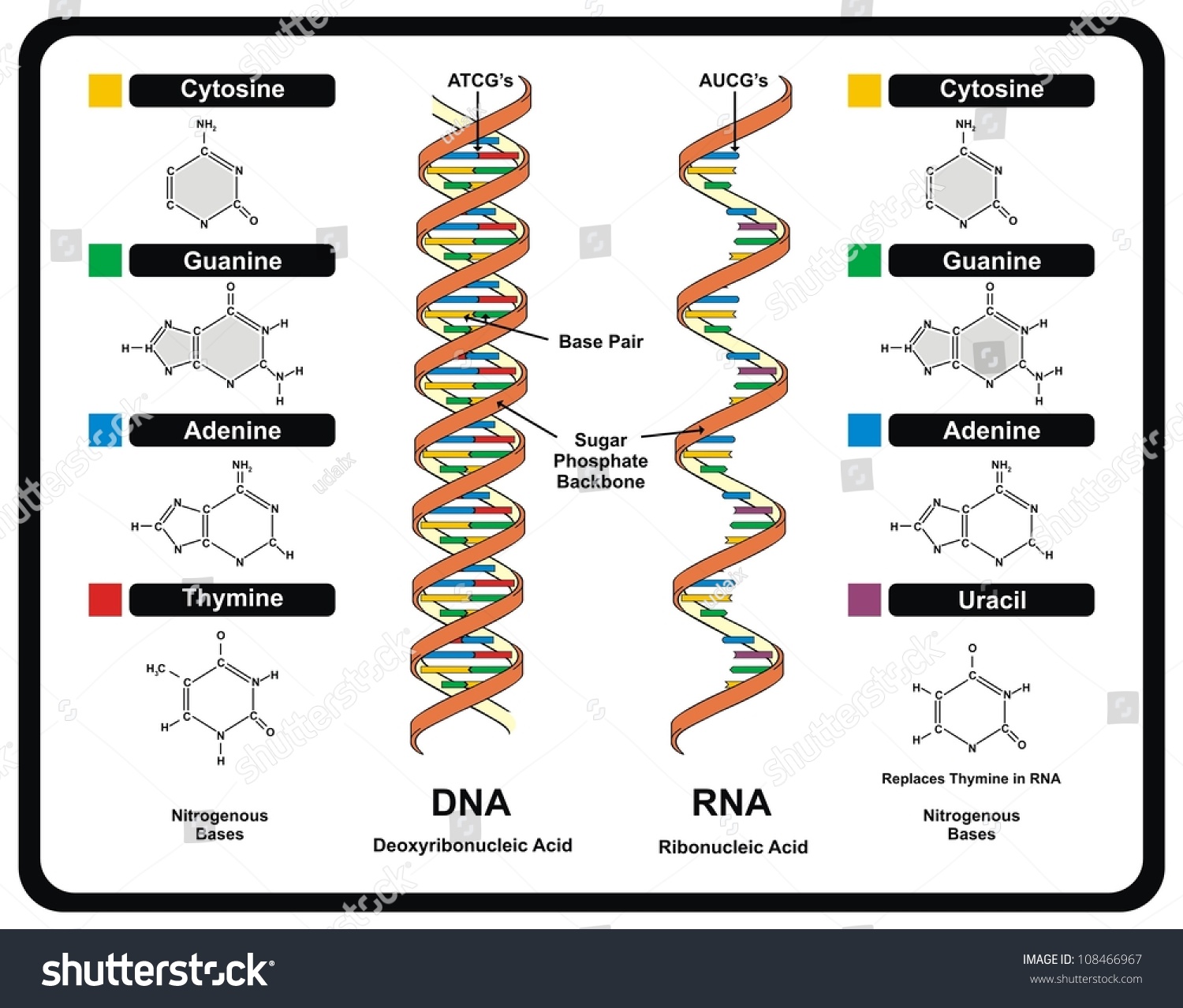 Vector DNA vs RNA infographic diagram structure - Royalty Free Stock ...