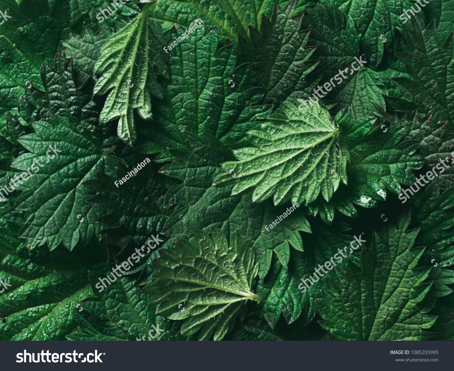 stinging nettle leaves as background. Beautiful texture of nettle. Top view. Copy space. Can use as banner #1085205995