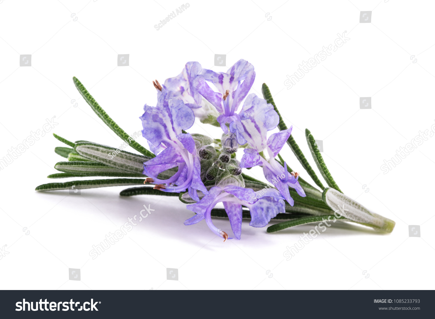 Rosemary sprig in flowers isolated on white background #1085233793