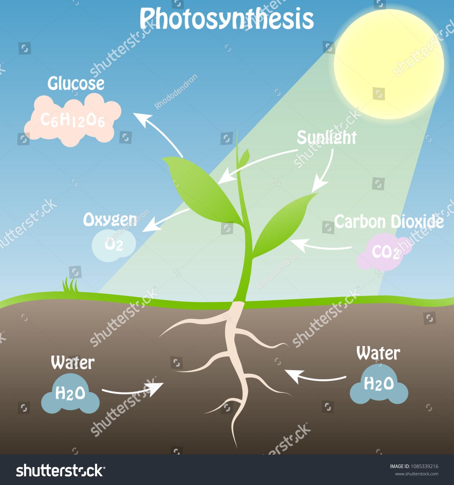 Illustration of the photosynthesis scheme - Royalty Free Stock Vector ...