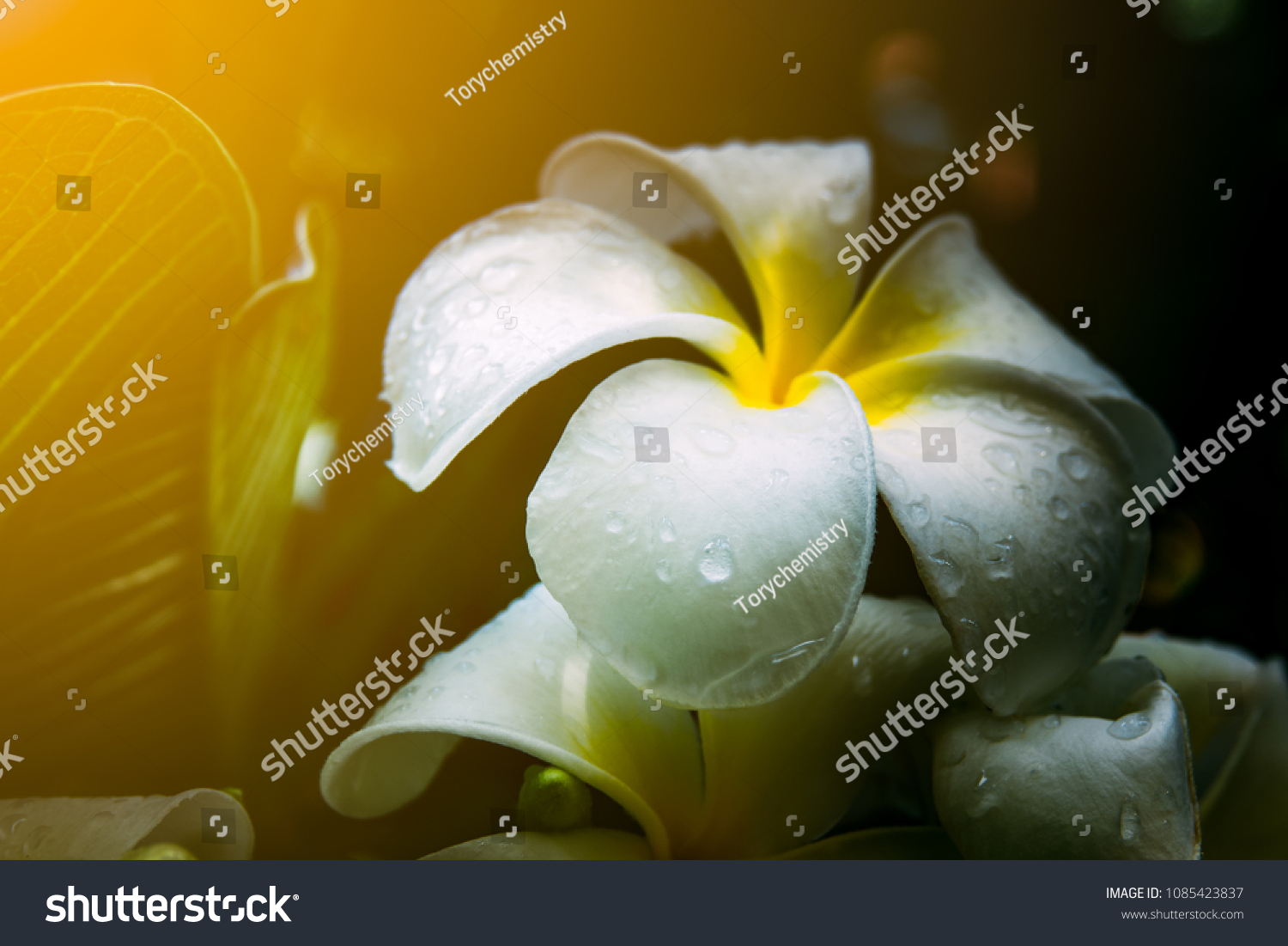 Frangipani flower or plumeria flower blooming and water rain droplet on petal is beautiful. It white frangipani bouquet on branch of tree and green leaf on light daytime background #1085423837