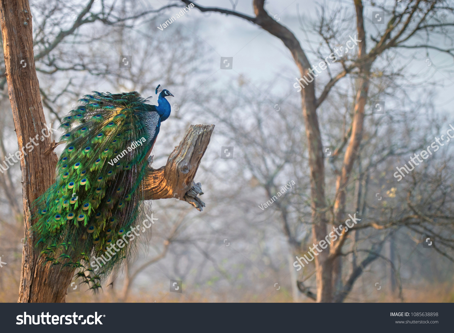 Peacock scape. 
A peafowl scape !
Shot at Bandipur, India  #1085638898