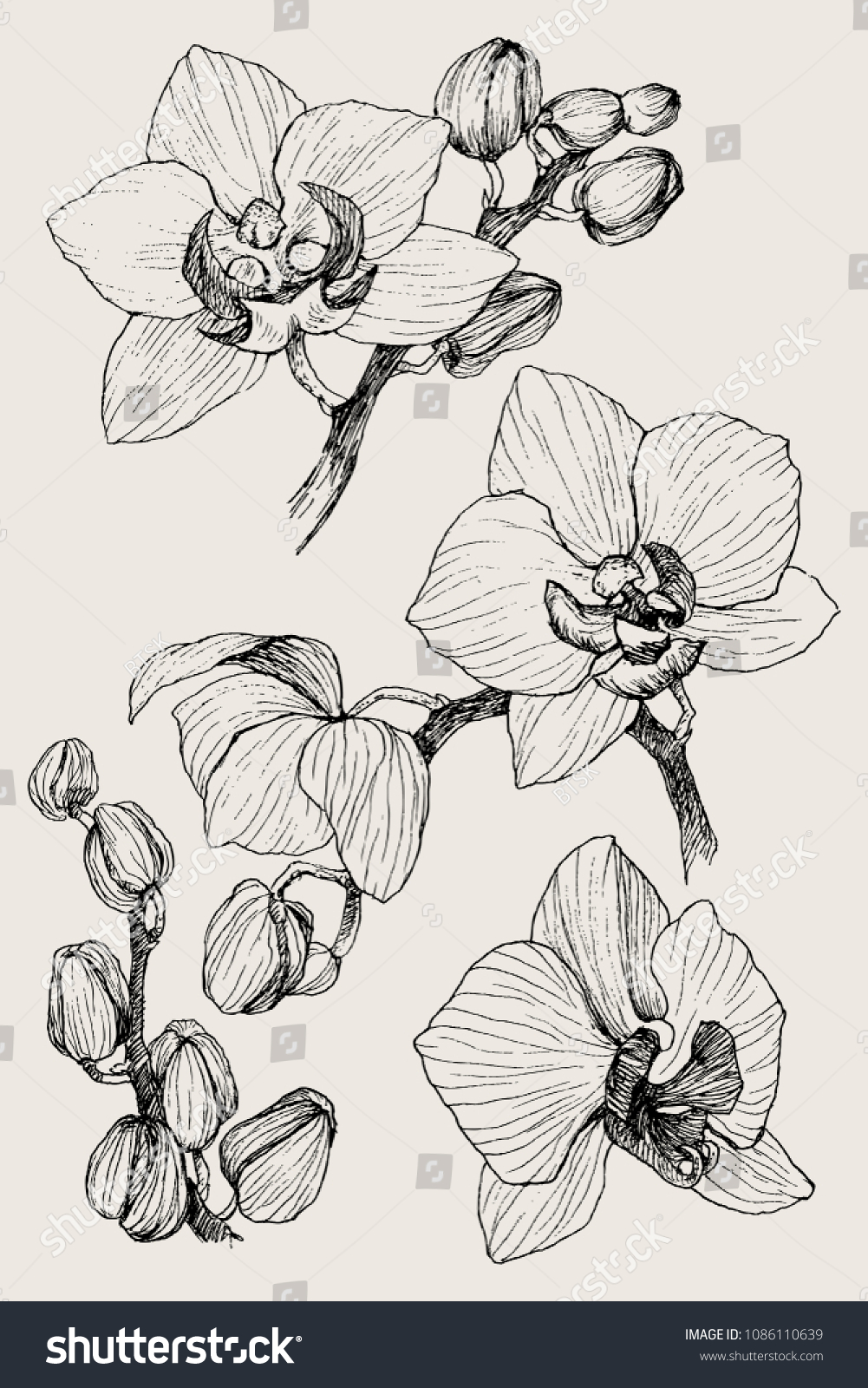 Set of hand drawn black outline orchid on a white background isolated. Highly detailed vector illustration. Beautiful exotic flower. Cymbidium #1086110639