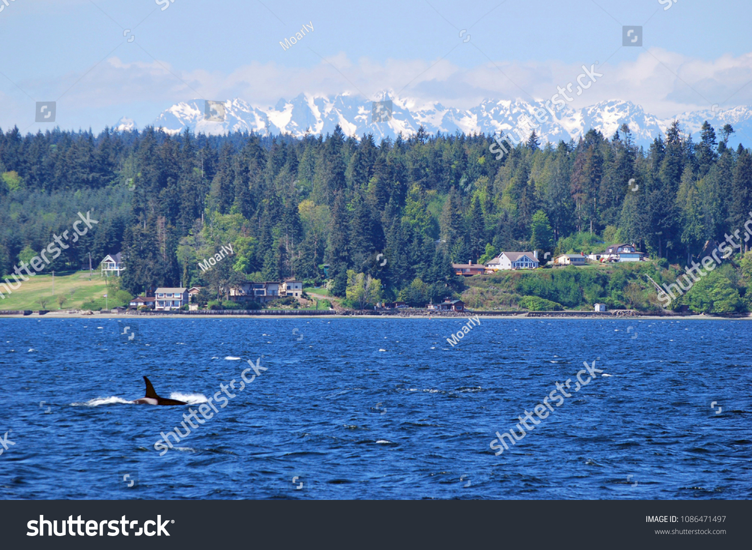 Orca whale surfaces in Puget Sound with Olympic Mountains in background #1086471497