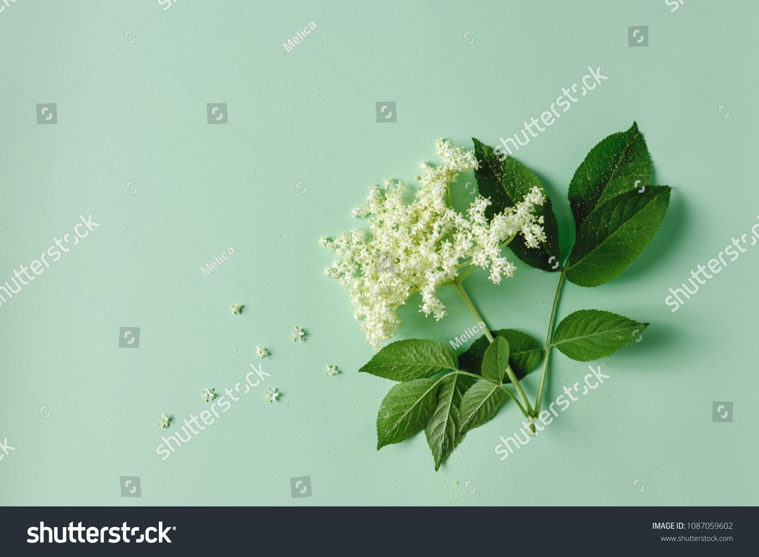 Elderflower blossom flower with leaves on light green background.  #1087059602