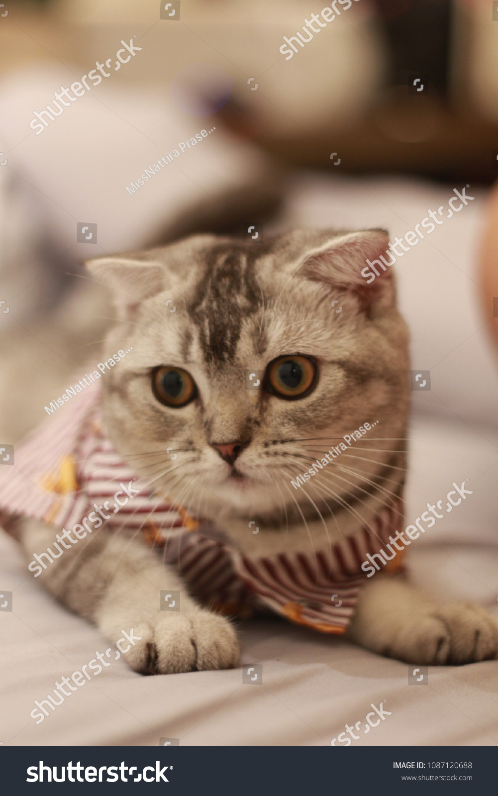 Scottish Fold, Put on clothes,white ,brown ann gray, cat sleeping on the  bed #1087120688