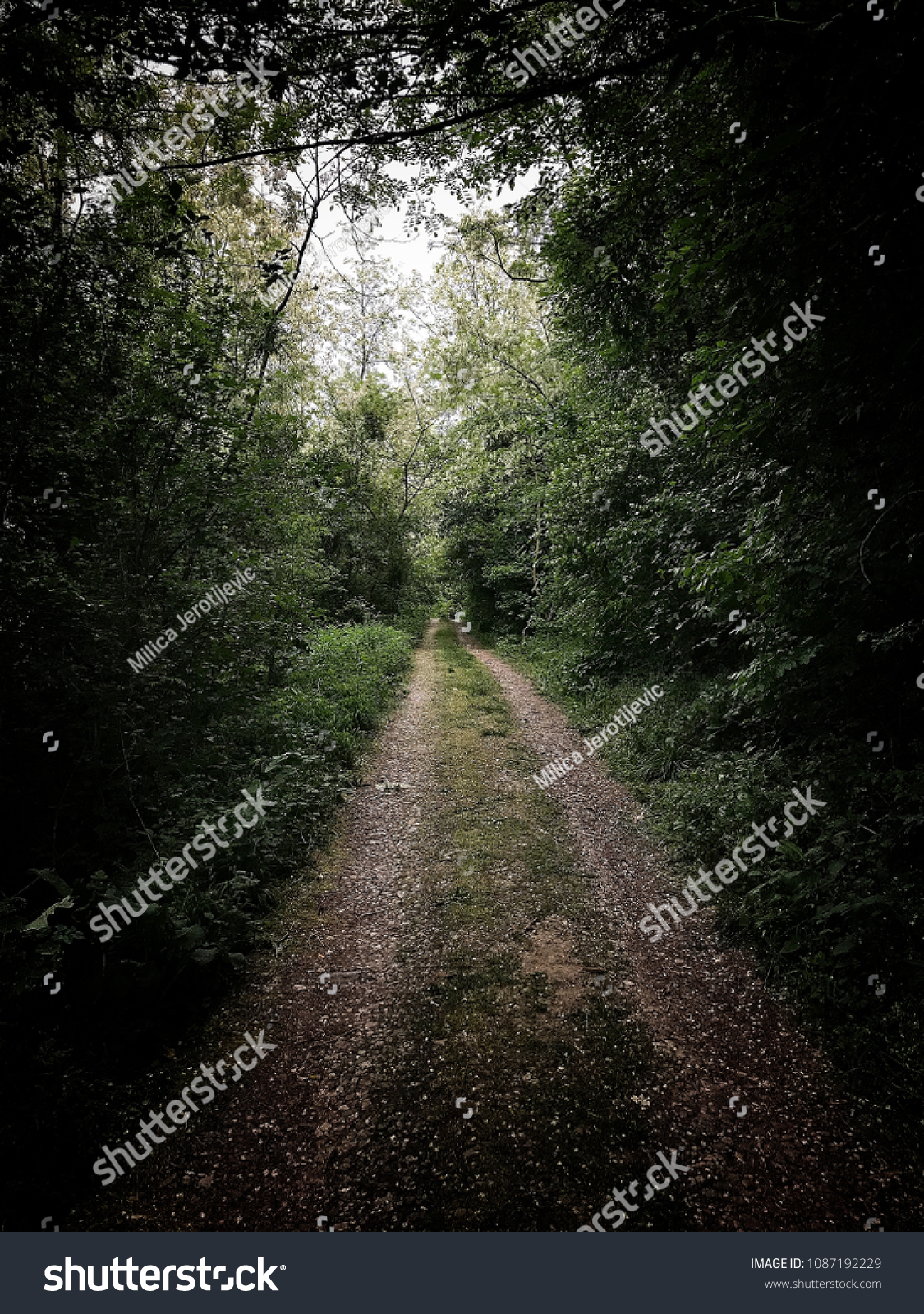 Deep forest. The unknown way. Long and peaceful walk. #1087192229