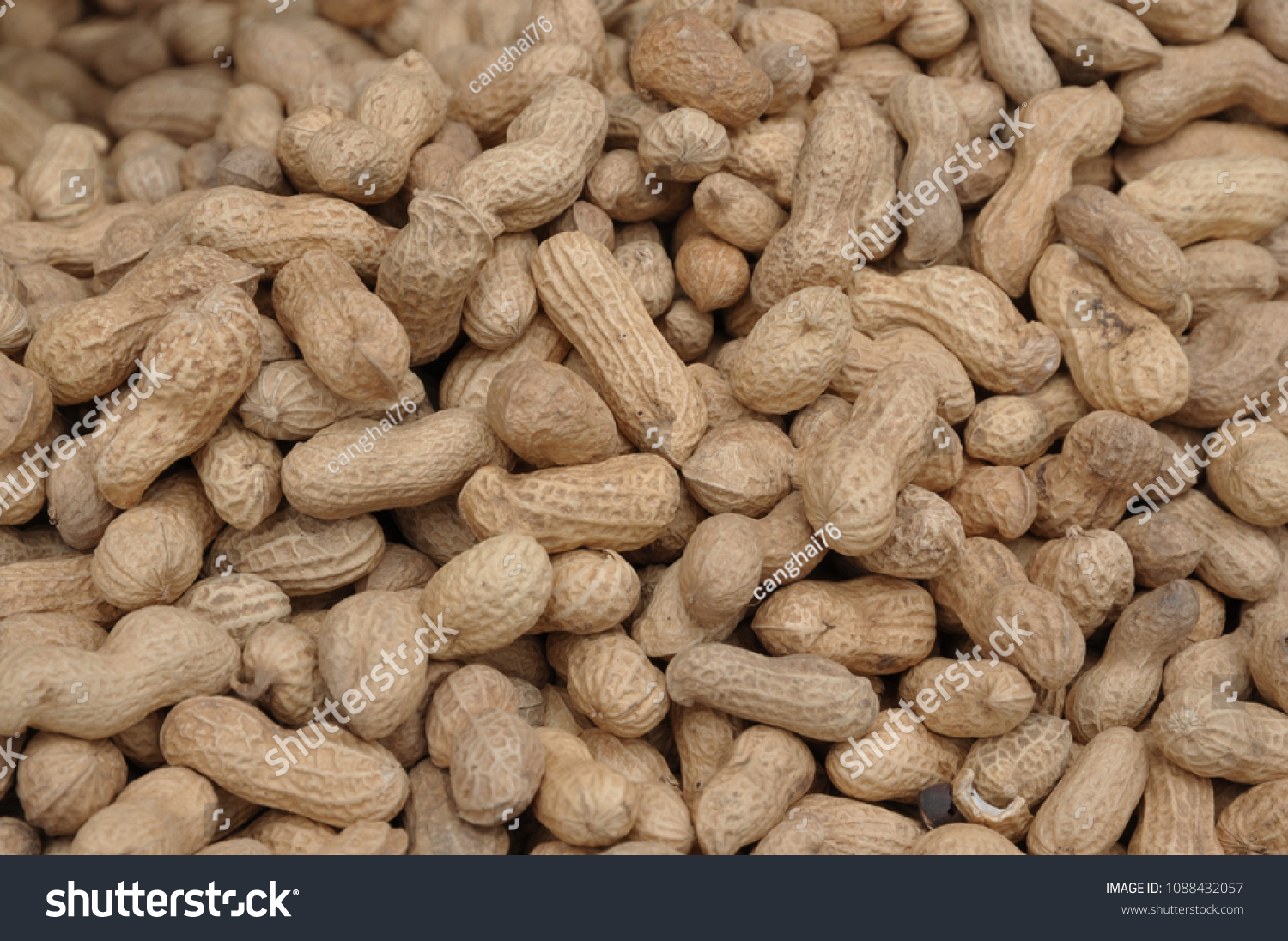 Peanut is a very nutritious nut. #1088432057