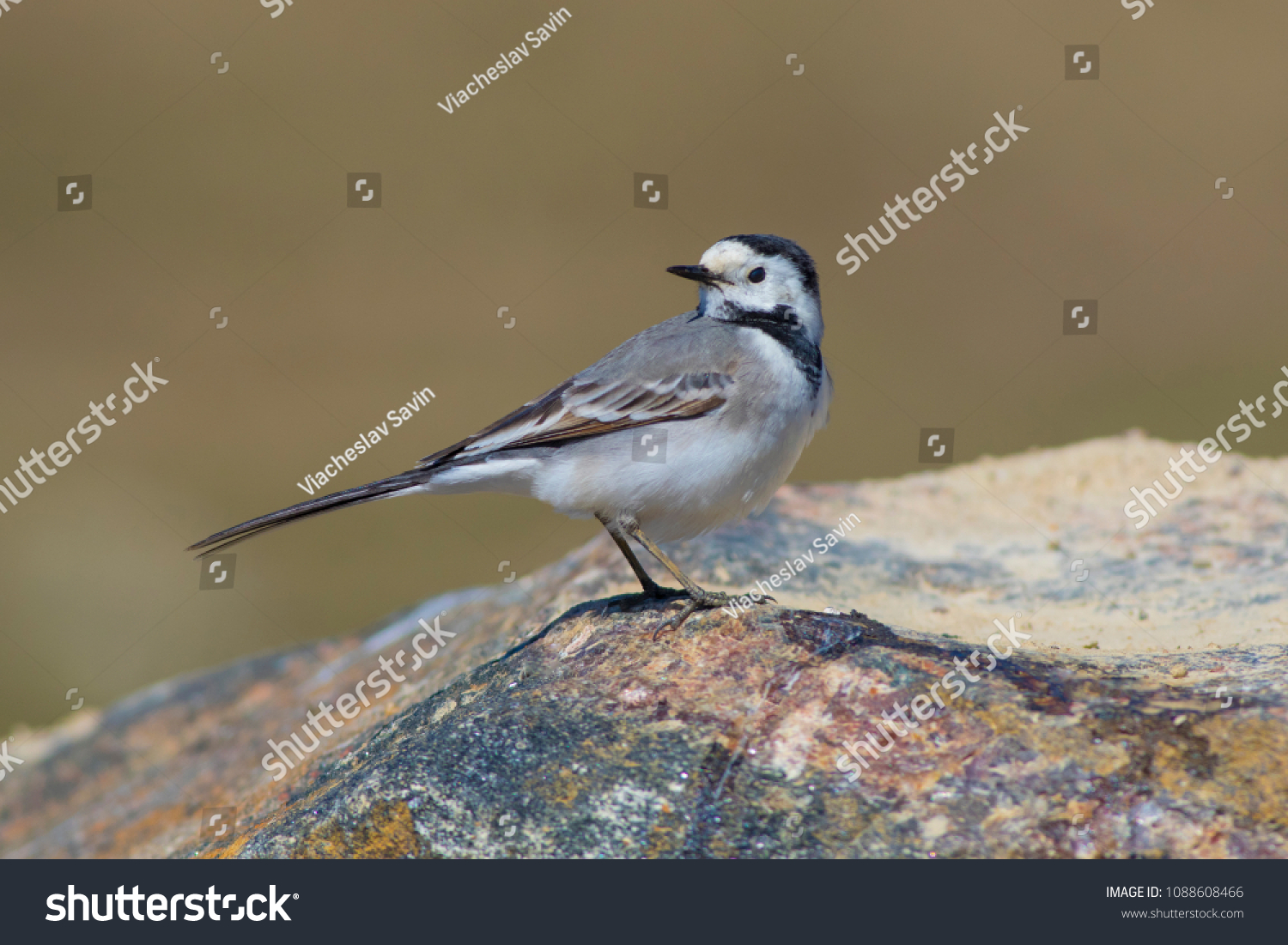 The bird is a wagtail shot close-up. #1088608466