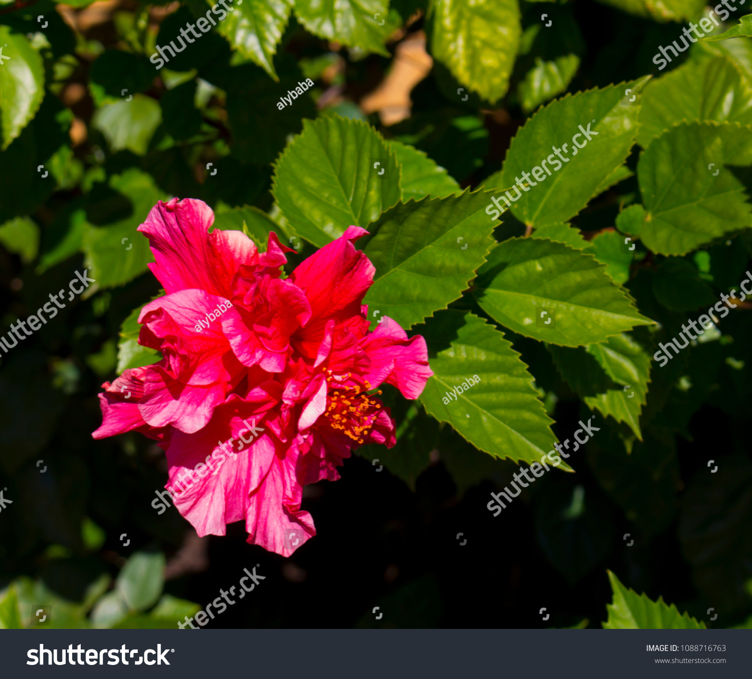 Stunning double deep carmine pink  Hibiscus rosa-sinensis evergreen  hibiscus Mrs George Davis blooming in autumn with large petals contrasted against green foliage adds decorative charm to a garden. #1088716763