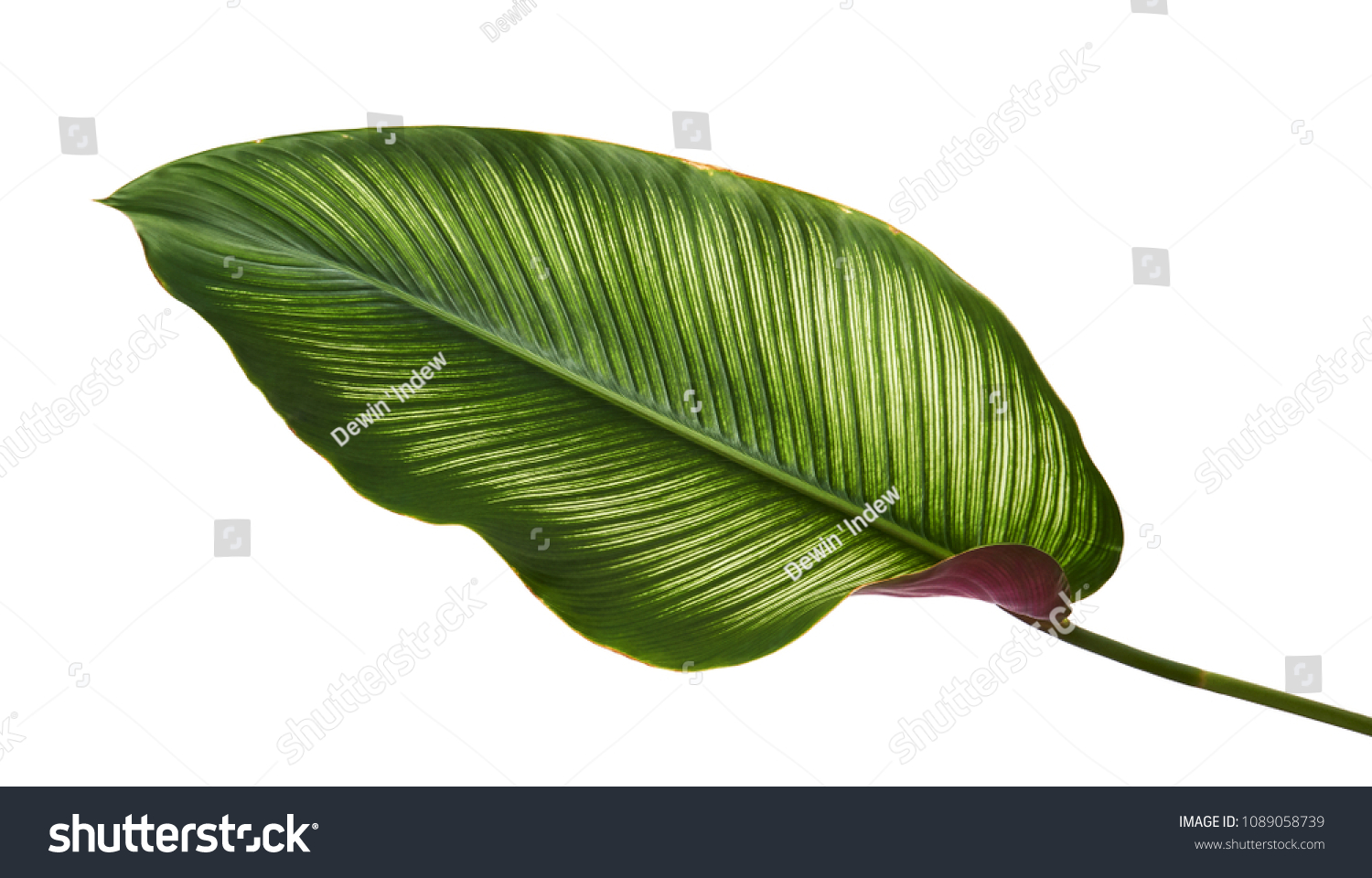 Calathea ornata (Pin-stripe Calathea) leaves, Tropical foliage isolated on white background, with clipping path                               #1089058739