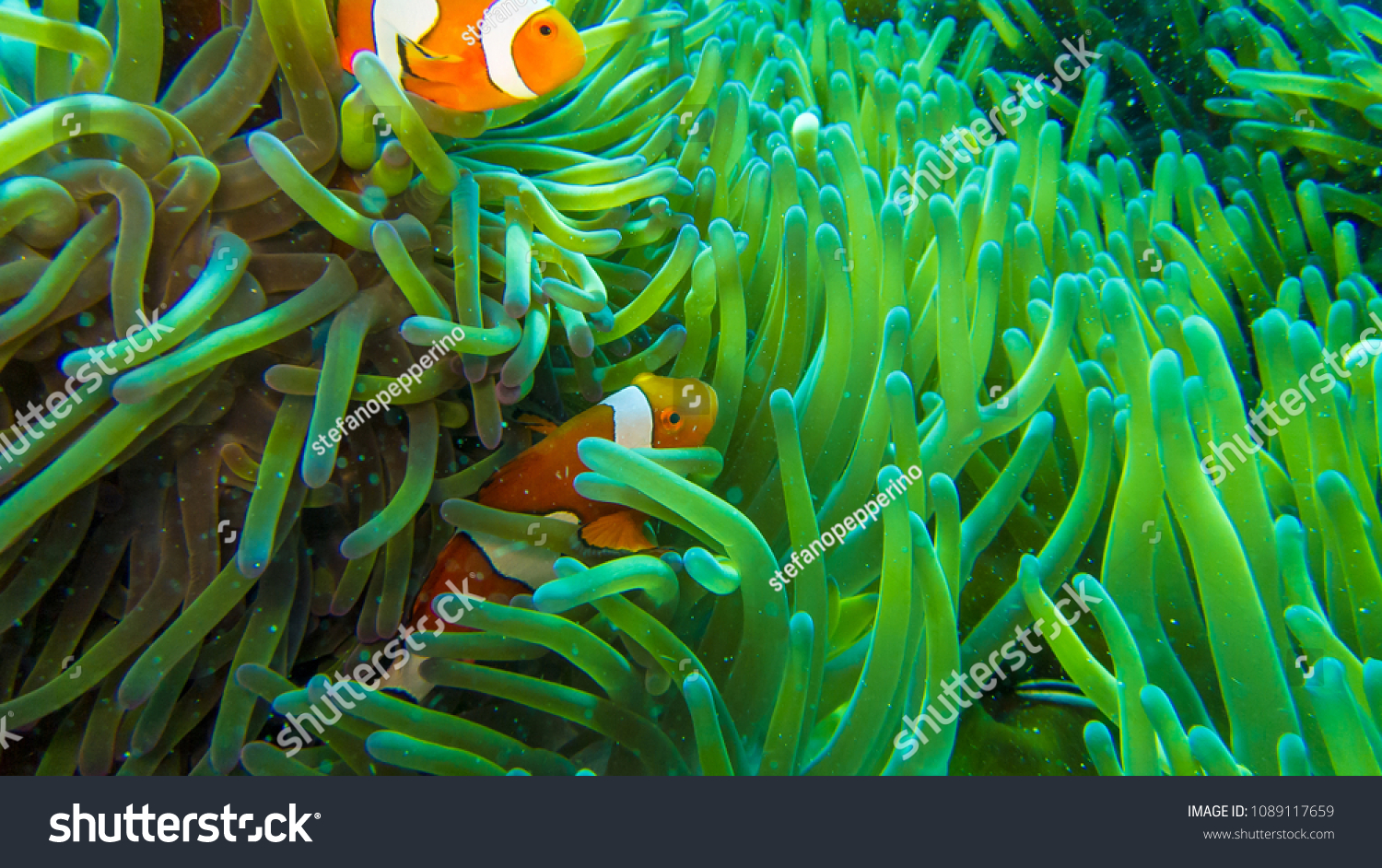 clown fish in anemone, colorful in green and orange #1089117659