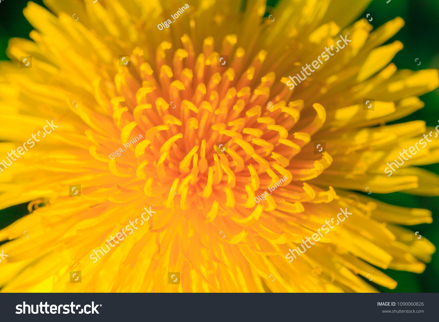 Yellow dandelion close up, macro, floral summer background #1090060826