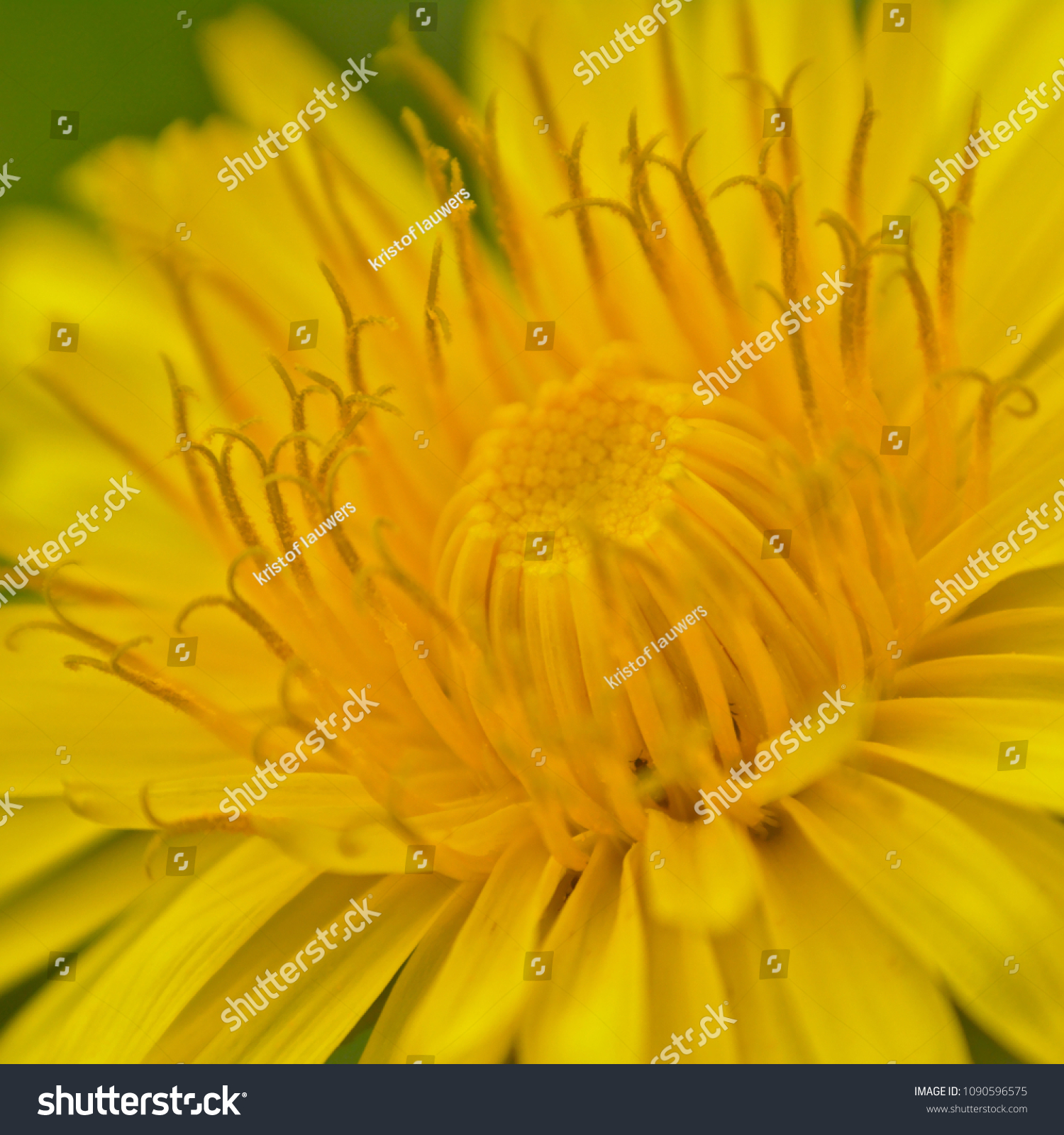 Macro of the heart of a bright yellow flowering dandelion close-up,  selective focus - taraxacum #1090596575