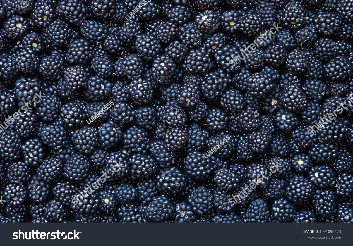 Background from fresh Blackberries, close up. Lot of ripe juicy wild fruit raw berries lying on the table. Top view, Flat lay #1091090570