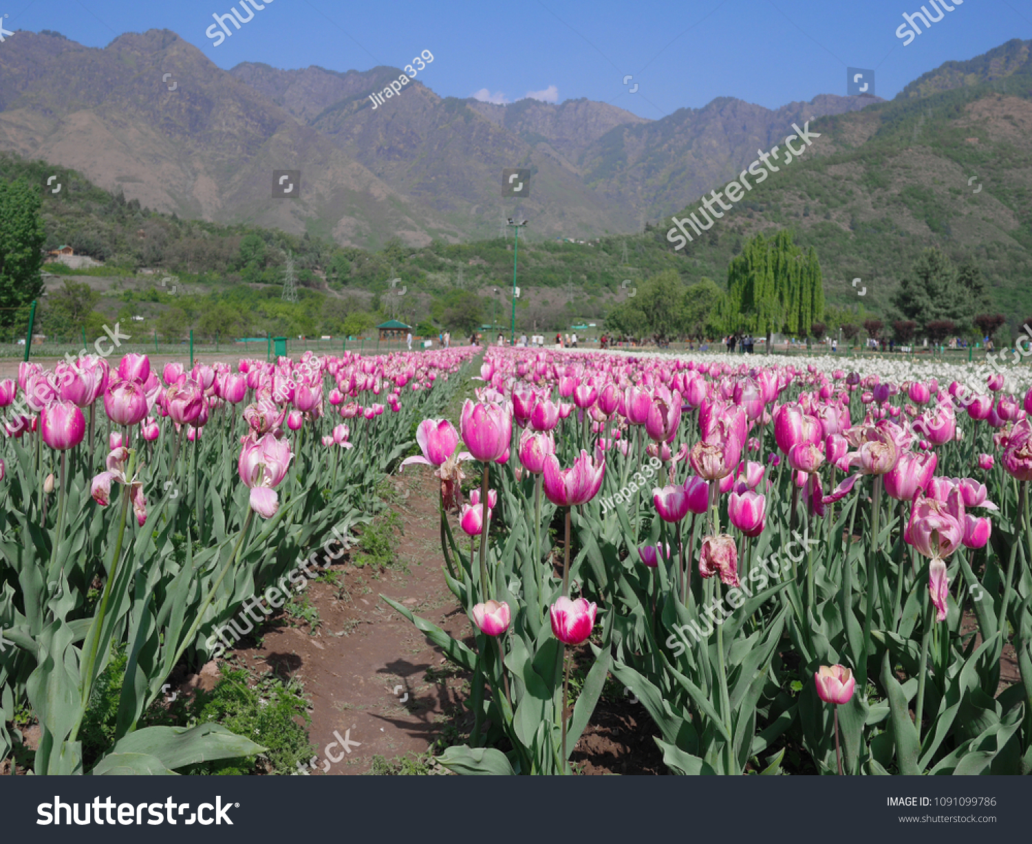 Tulip Sri Nagar Kashmir
Organized in April Tulips in Kashmir have a wide variety of varieties of about 60 species.  Discover the tulip mating to be different  colors from the existing. #1091099786