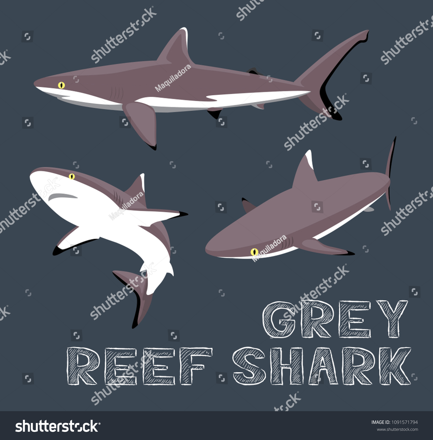 Grey Reef Shark Cartoon Vector Illustration - Royalty Free Stock Vector ...