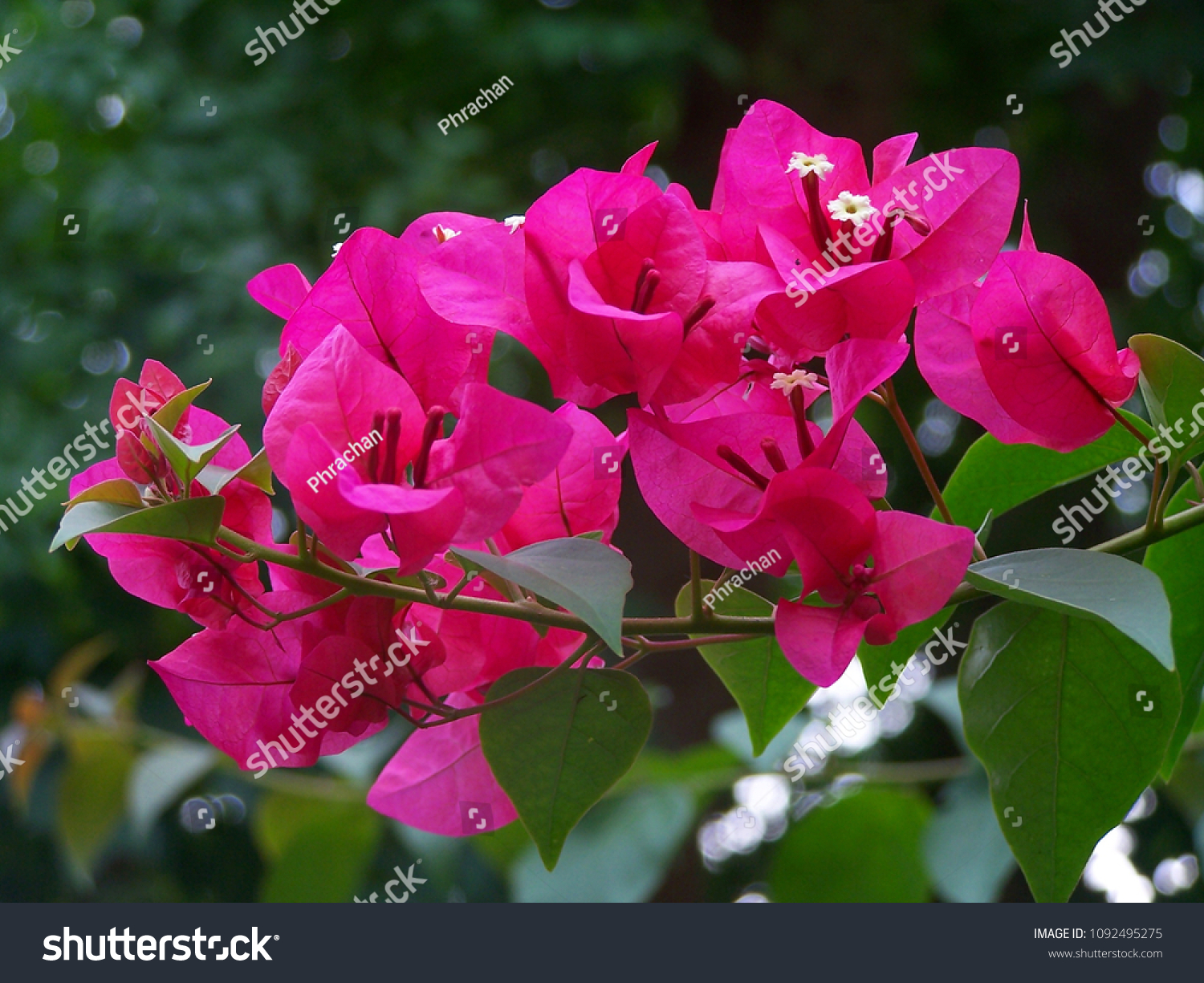 Bougainvillea,Nyctaginaceae,It is a perennial shrub-type semi-trailer. Sizes range from small shrubs to large shrubs. Barbed based on a single stem. Like the sun and Love the outdoors. #1092495275