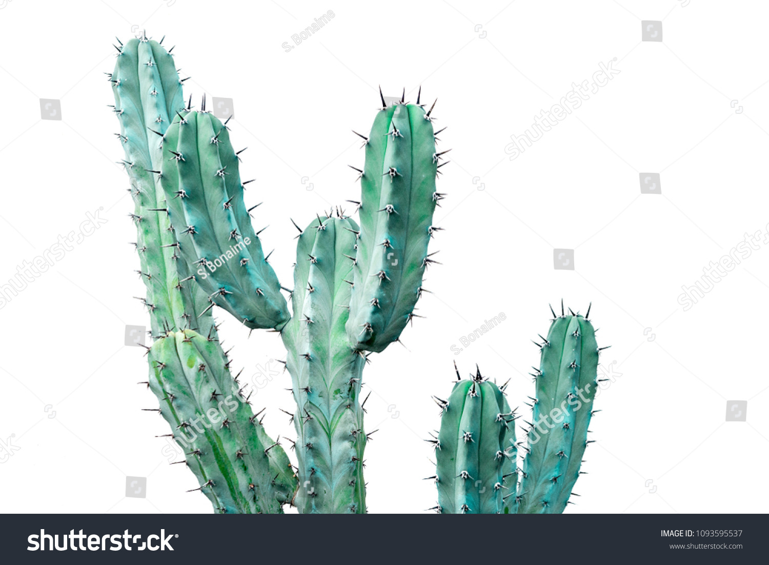 Isolated cactus on white background #1093595537