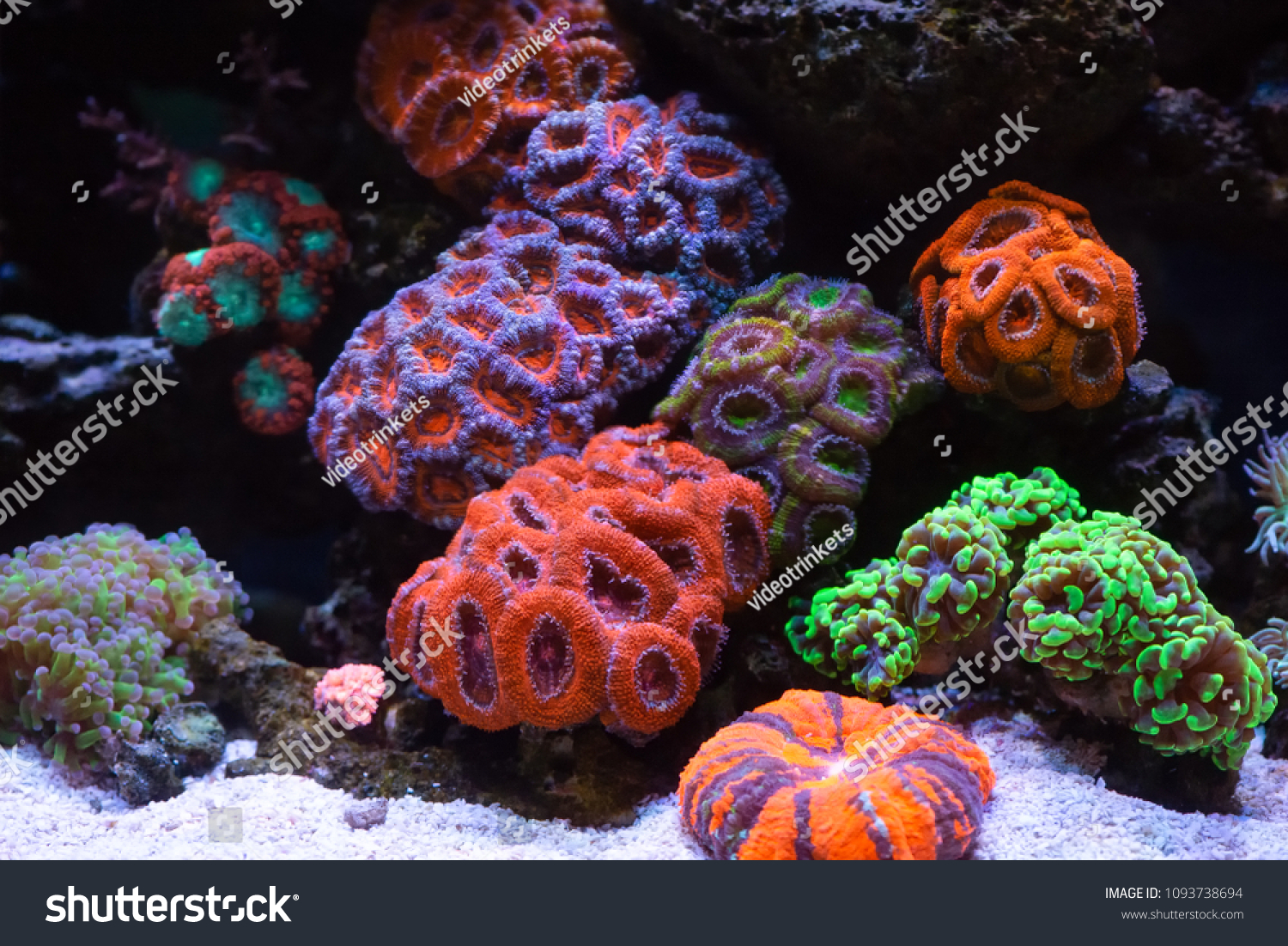 Coral reef colony #1093738694