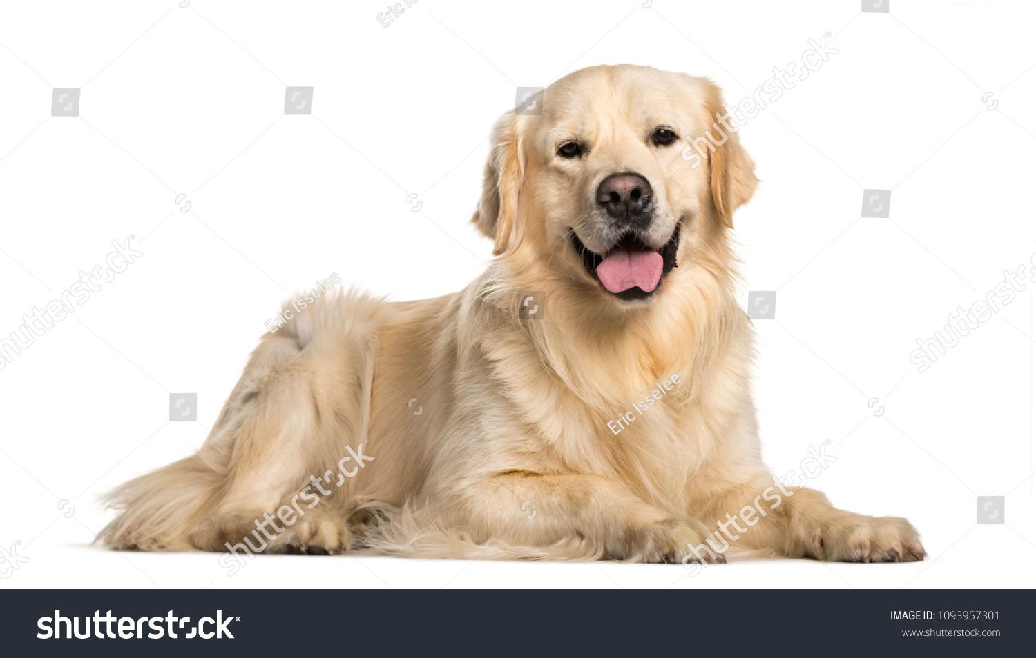 Golden Retriever dog lying  against white background #1093957301