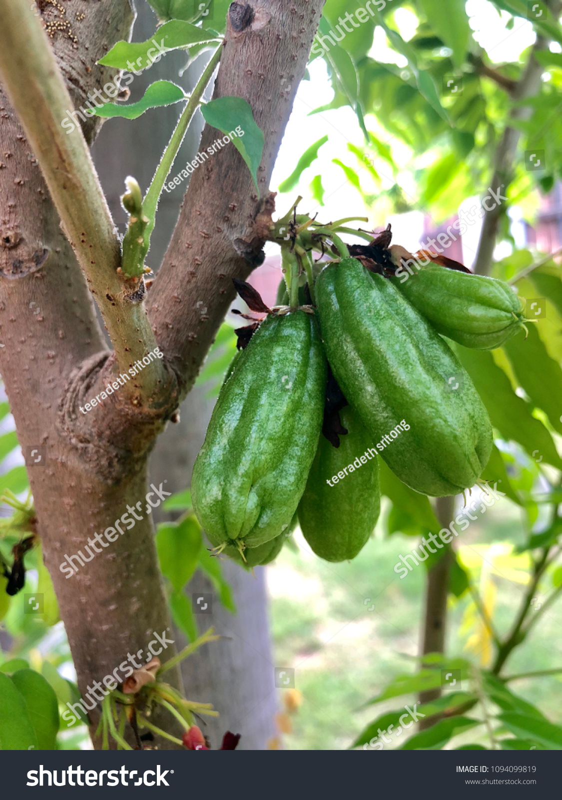 Averrhoa bilimbi (commonly known as bilimbi, cucumber tree, or tree sorre) is a fruit-bearing tree of the genus Averrhoa, family Oxalidaceae. It is a close relative of carambola tree. #1094099819