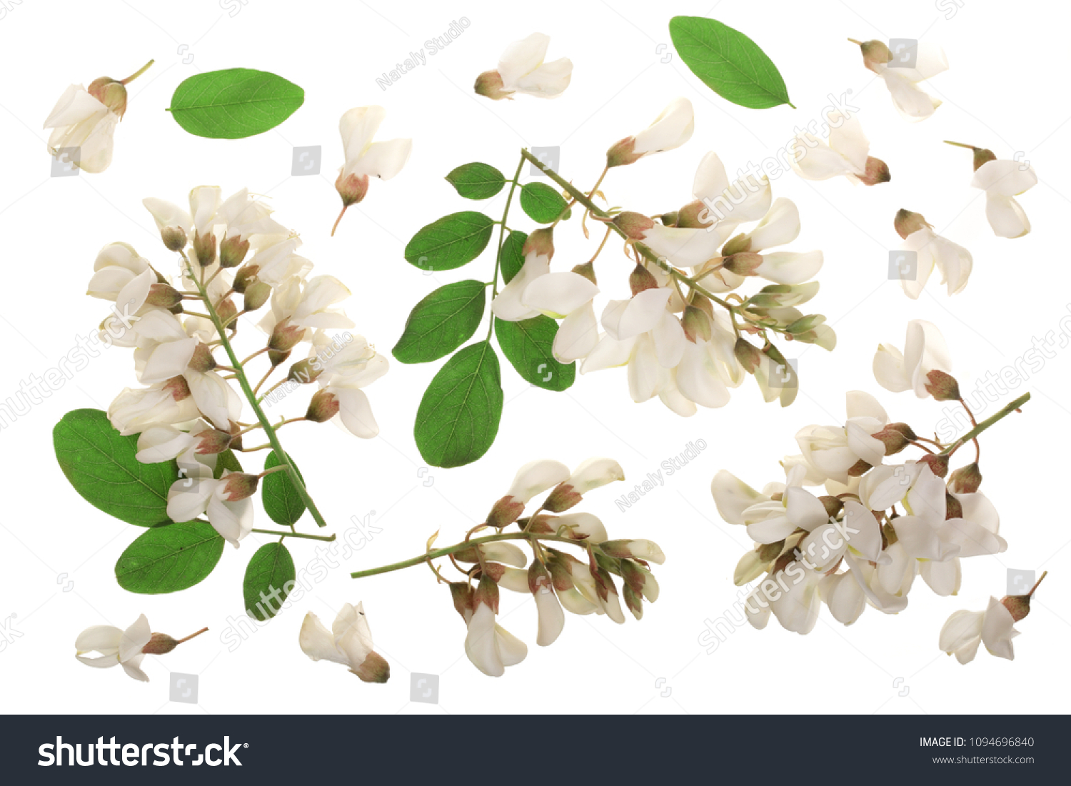 Blossoming acacia with leafs isolated on white background, Acacia flowers, Robinia pseudoacacia . White acacia #1094696840