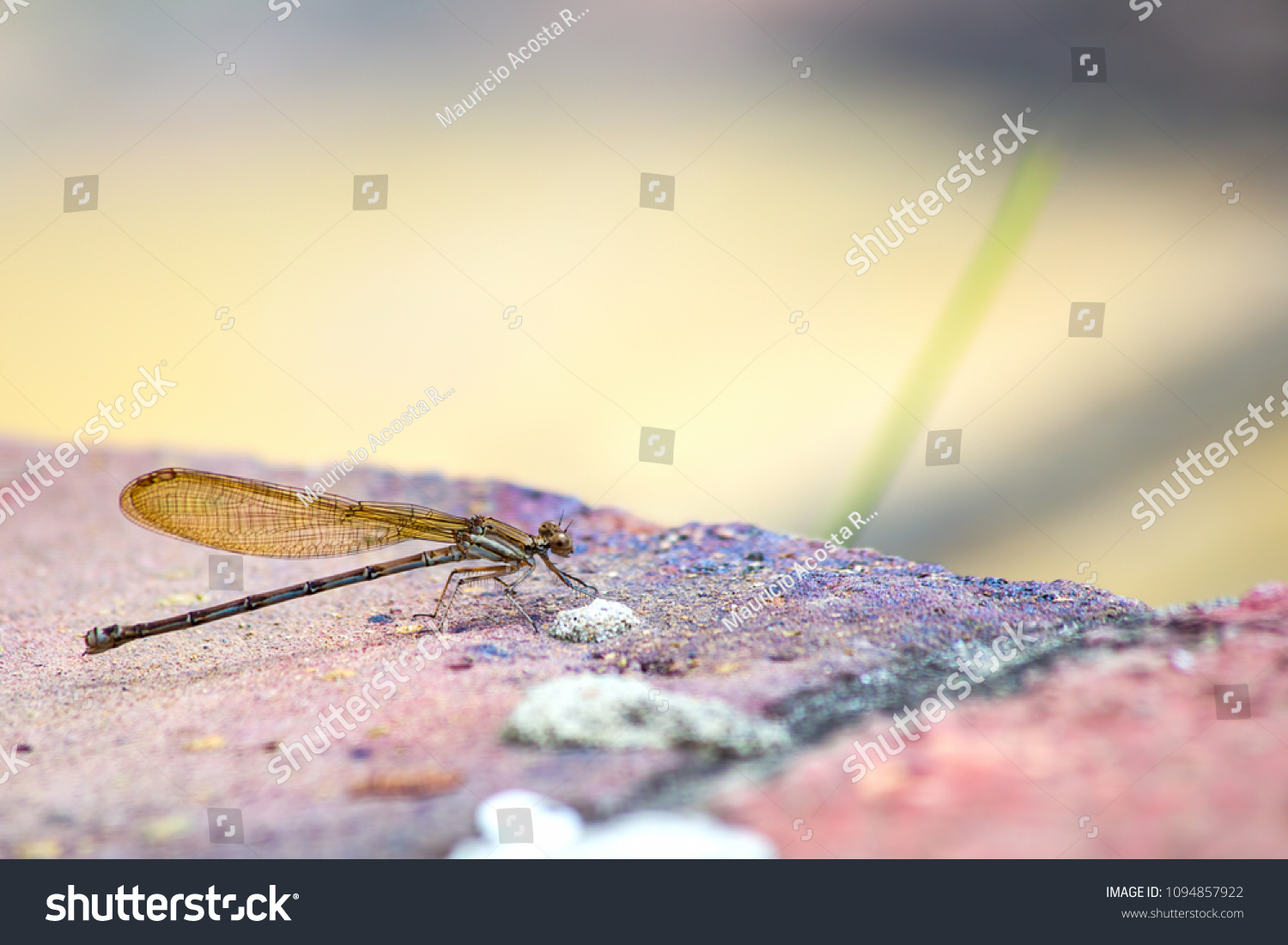 Macro photography of a golden damselfly sitting on a red brick. Captured at the Andean mountains of central Colombia. #1094857922