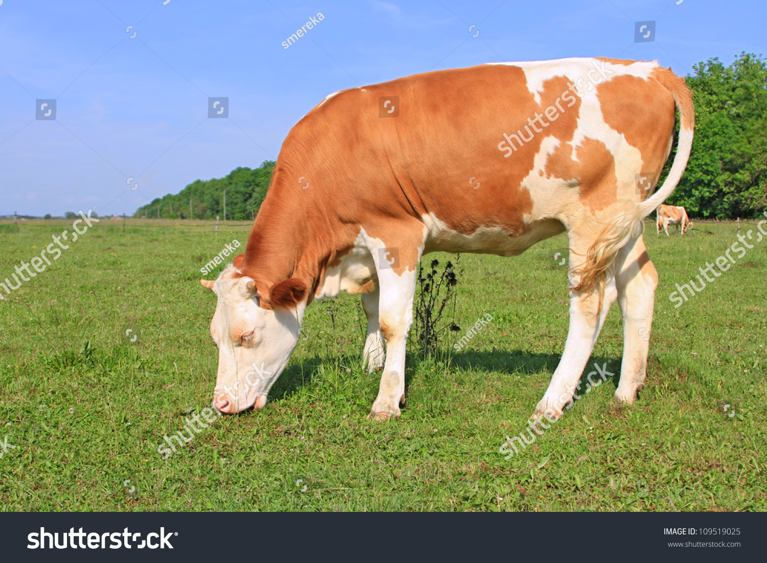 The calf on a summer pasture #109519025