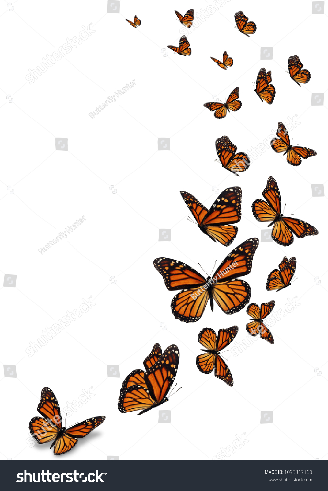 Beautiful monarch butterfly isolated on white background. #1095817160